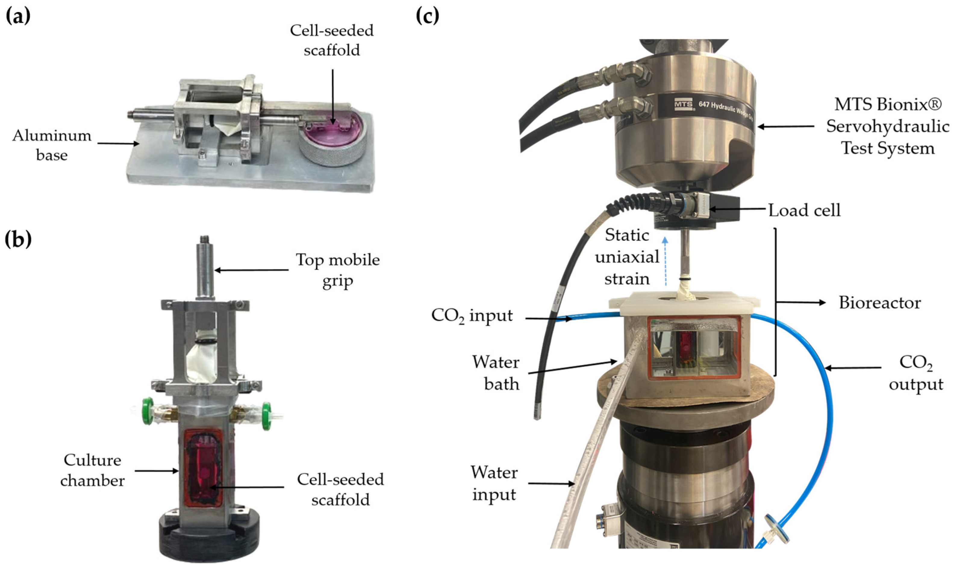 Bioengineering 11 00919 g001
