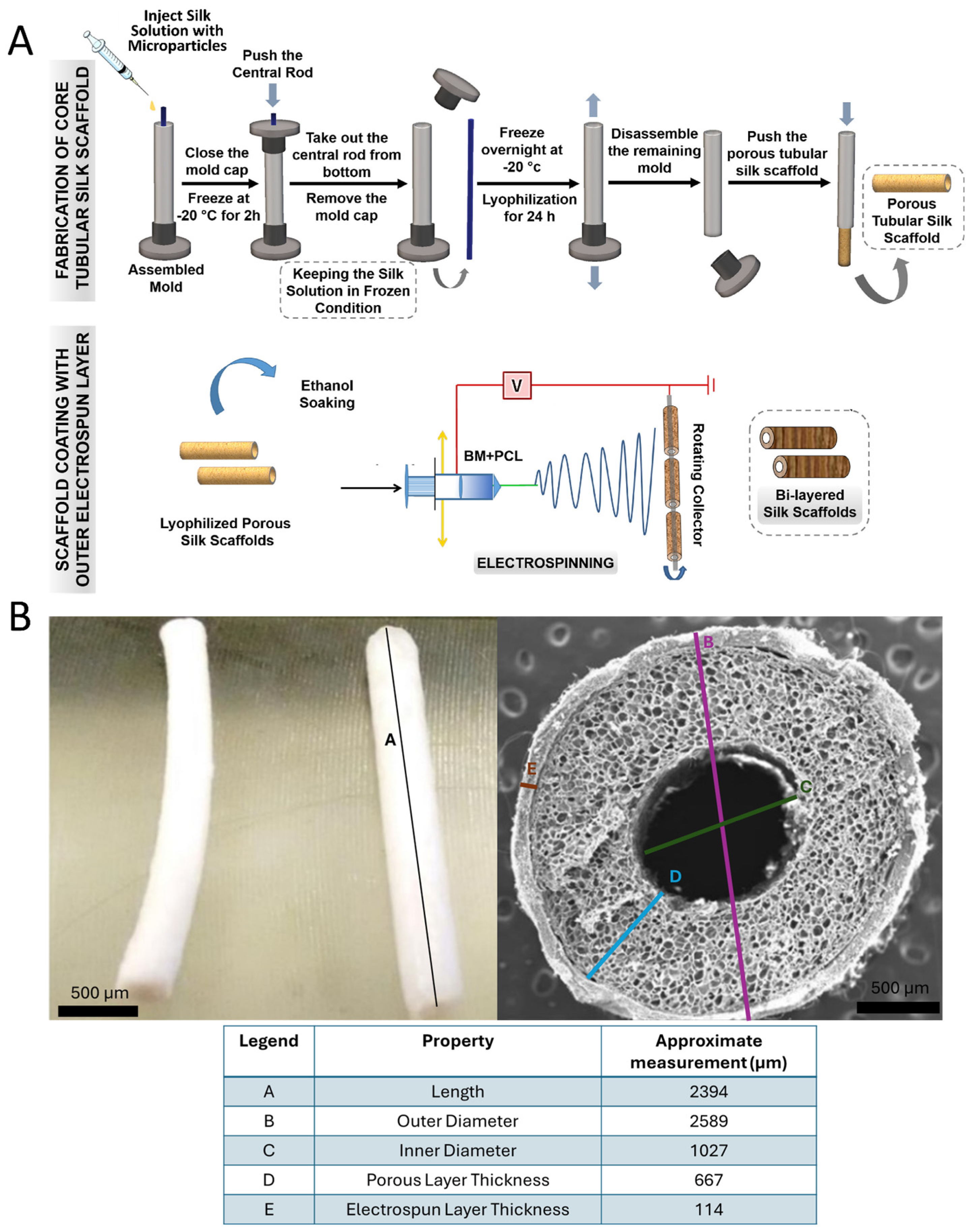 Bioengineering 11 00947 g001 Bioengineering 11 00947 g001