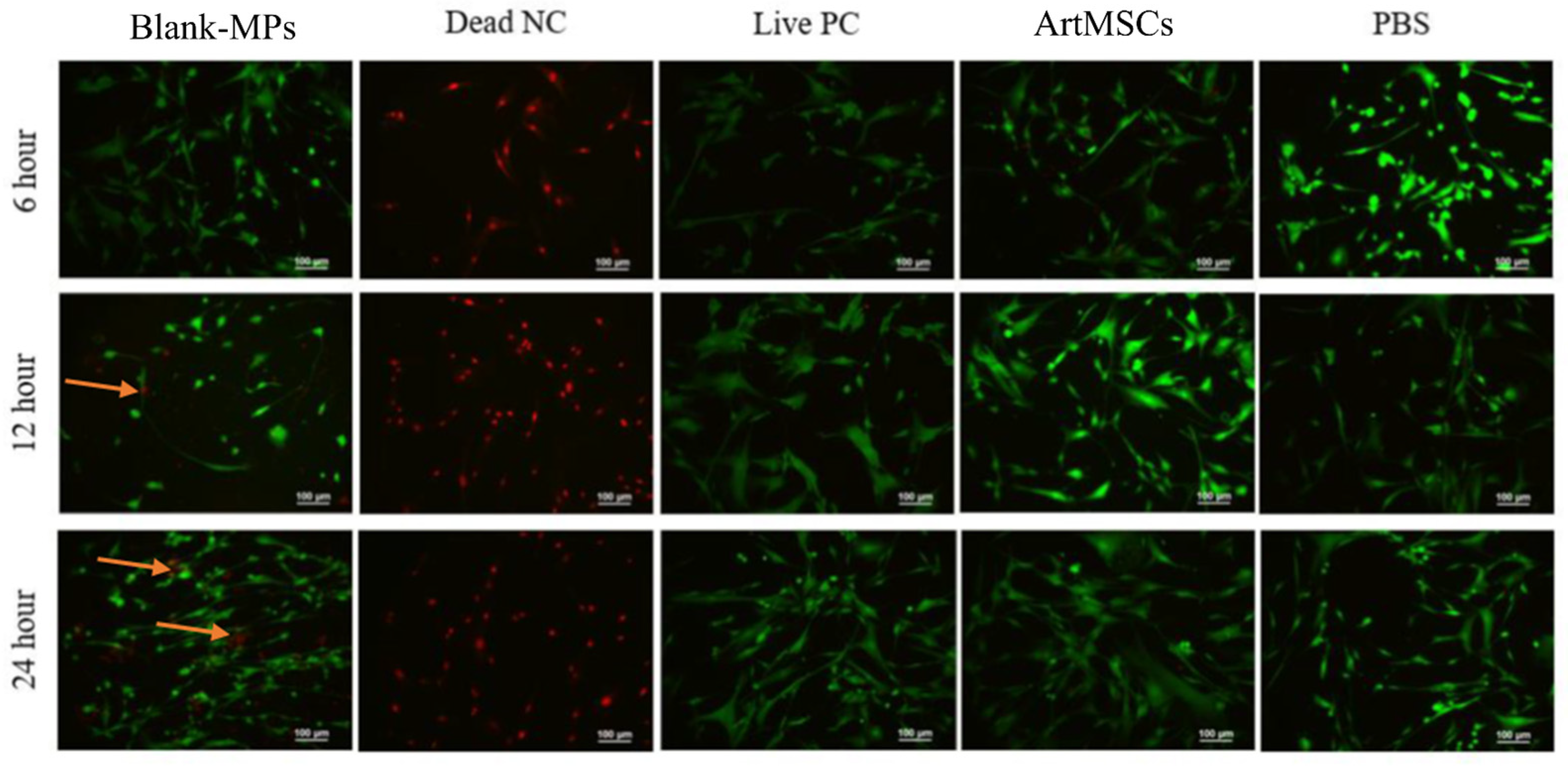 Bioengineering 11 00947 g004 Bioengineering 11 00947 g004