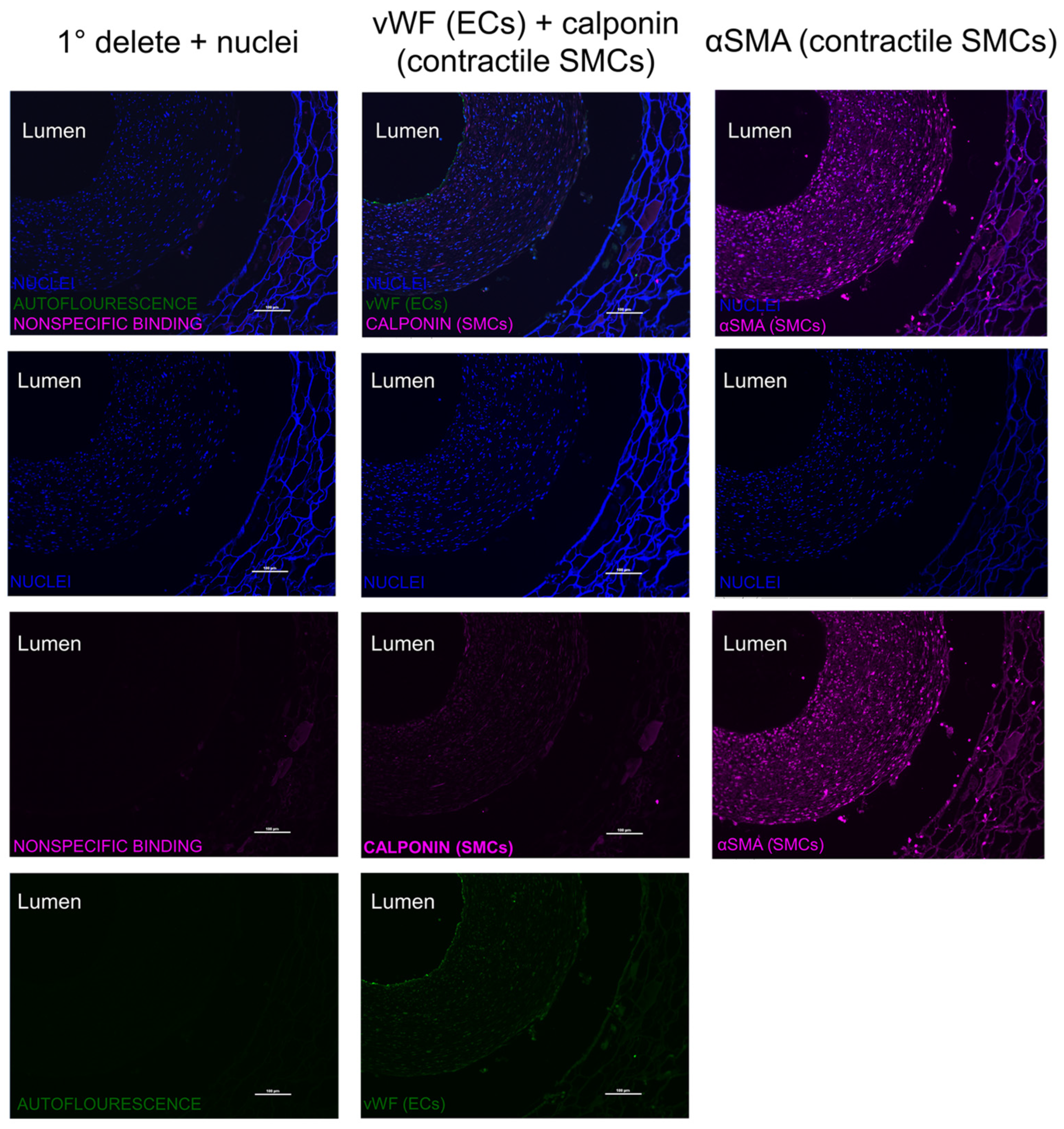 Bioengineering 11 00947 g010 Bioengineering 11 00947 g010