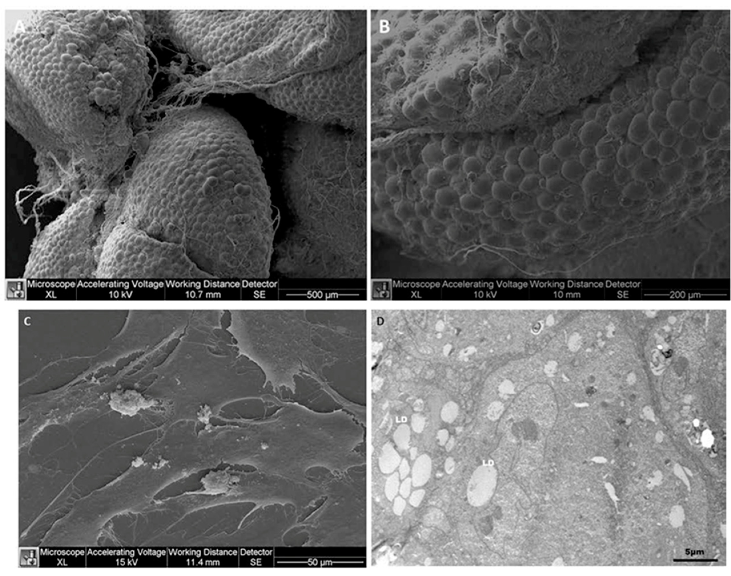 Bioengineering 11 00968 g004