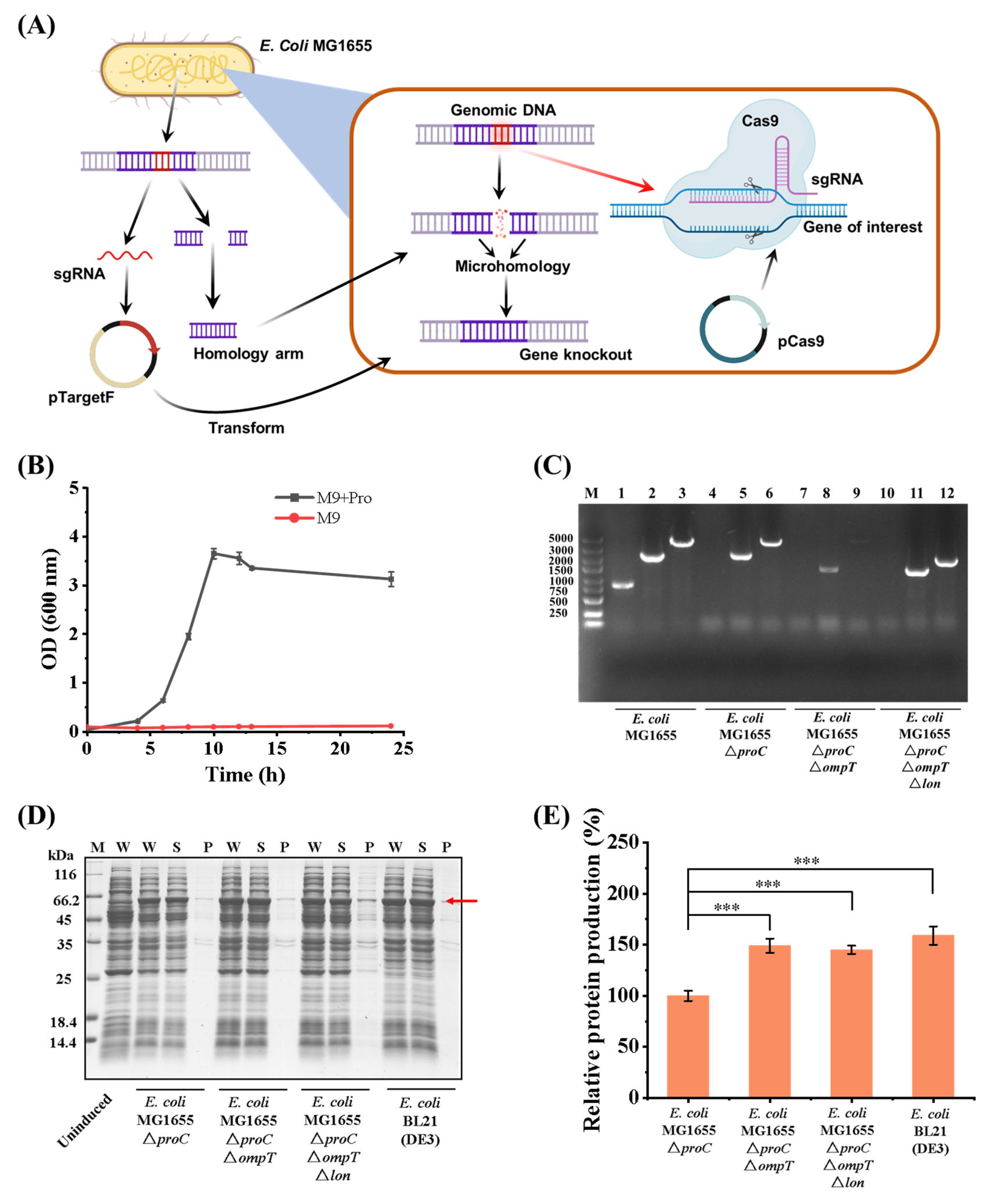 Bioengineering 11 00975 g002