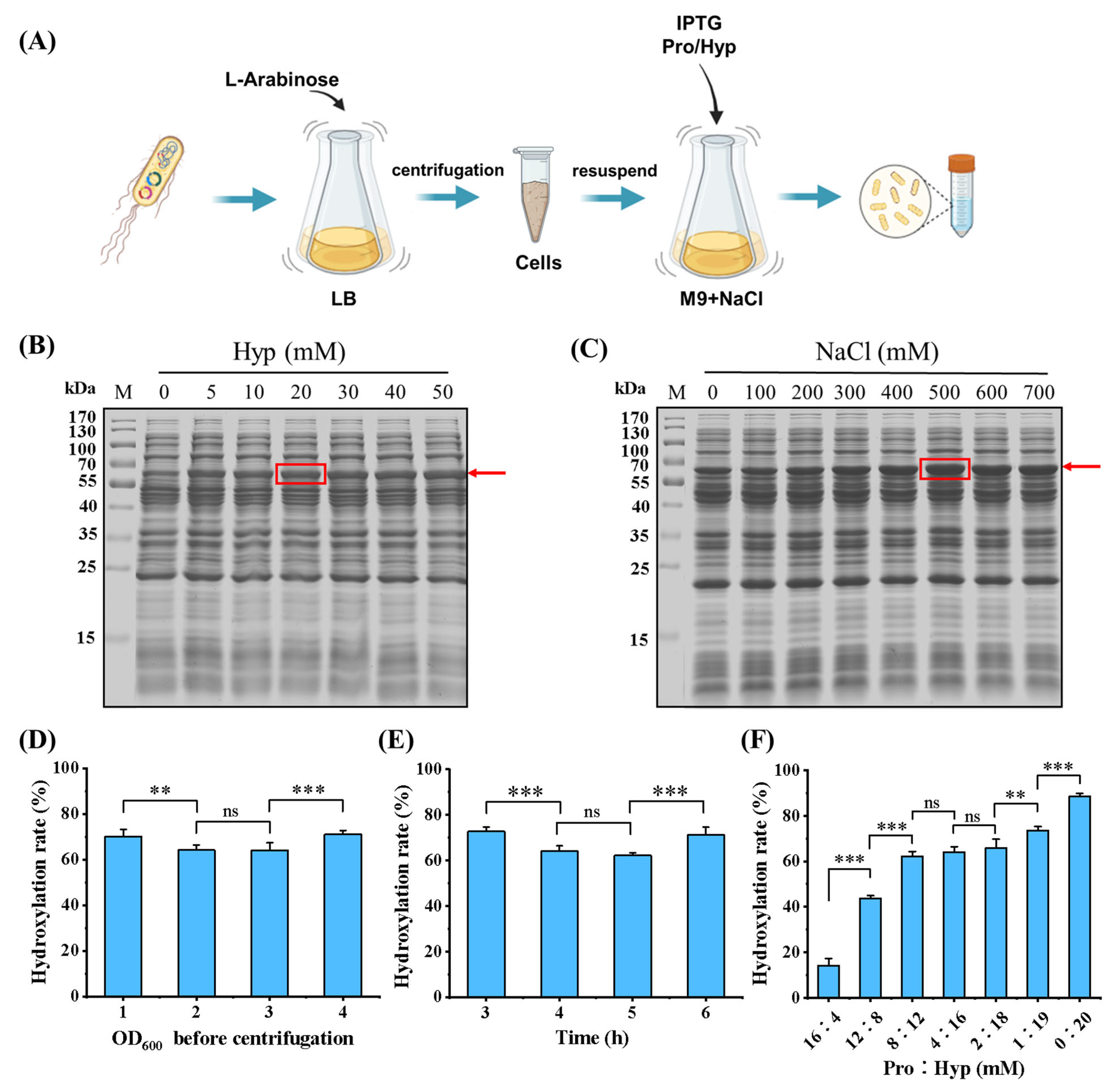 Bioengineering 11 00975 g003