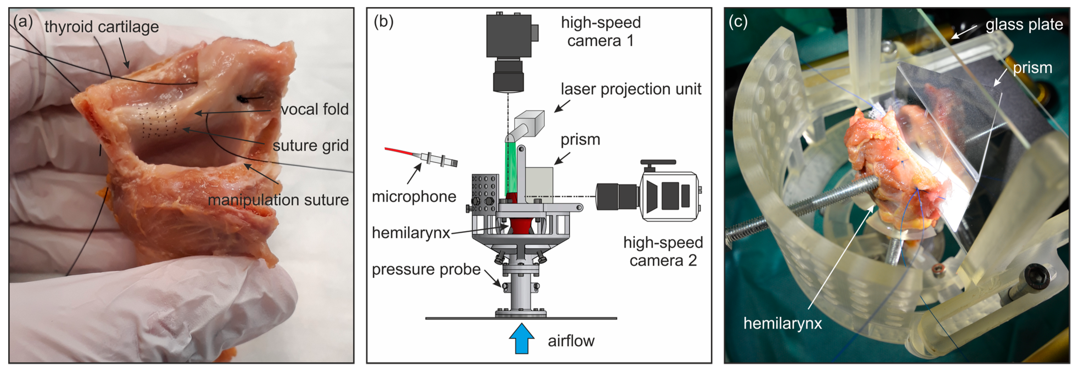 Bioengineering 11 00977 g002