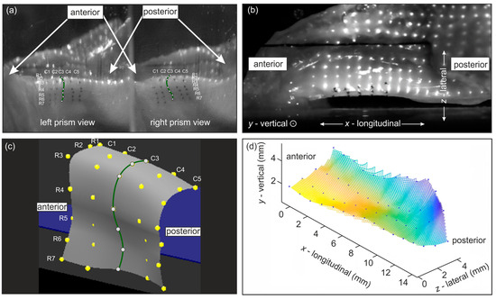 Bioengineering 11 00977 g003