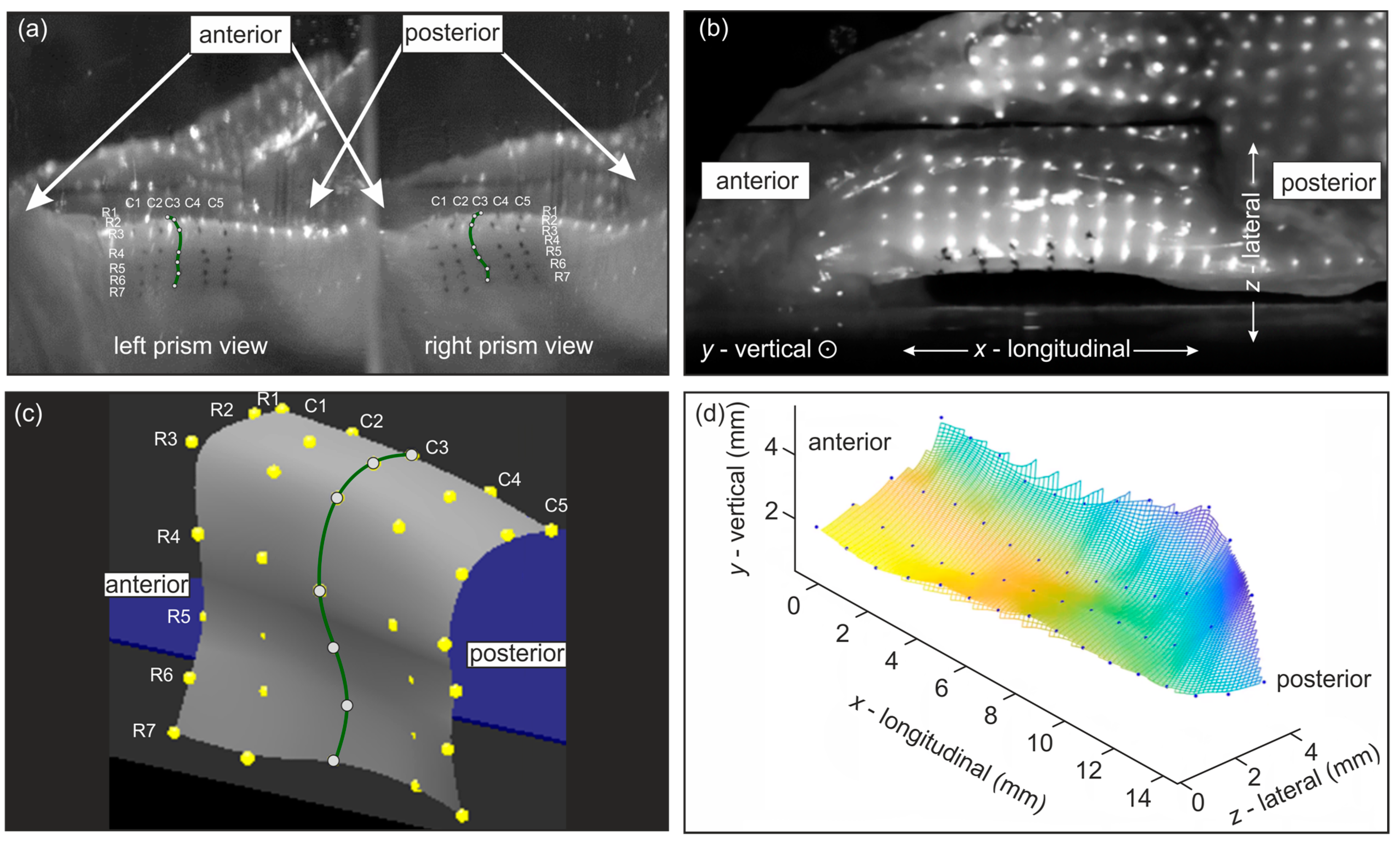 Bioengineering 11 00977 g003