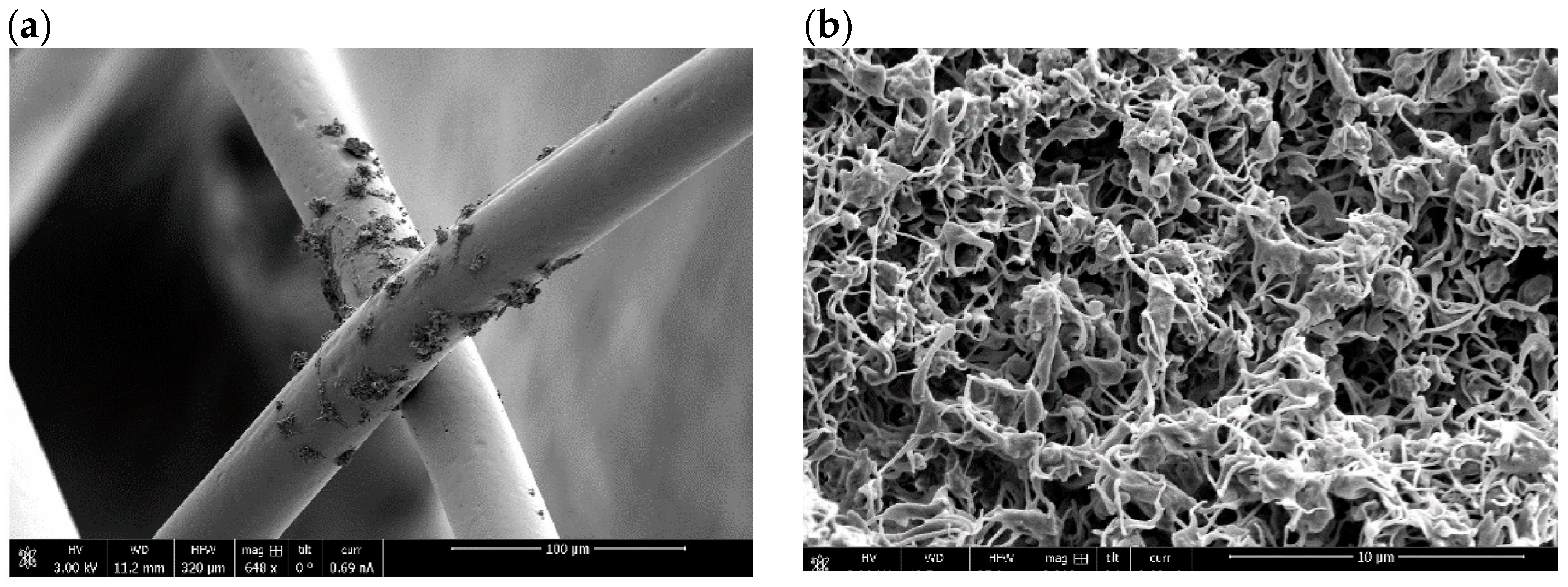 Bioengineering 11 00983 g020 Bioengineering 11 00983 g020
