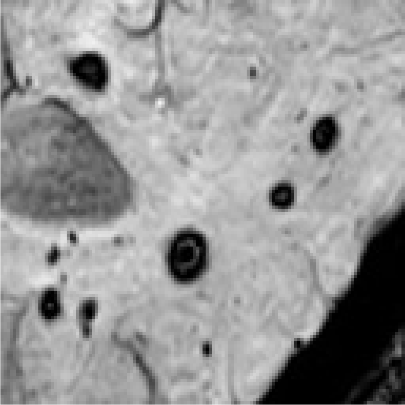 Bioengineering 11 00993 i009