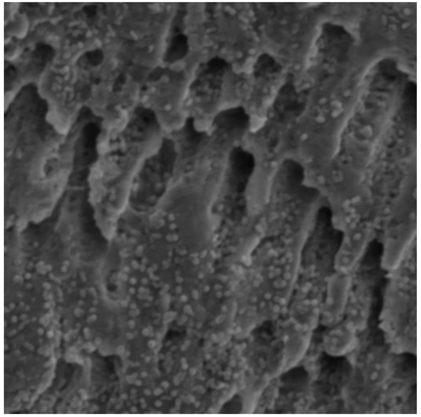 Bioengineering 11 00999 g001