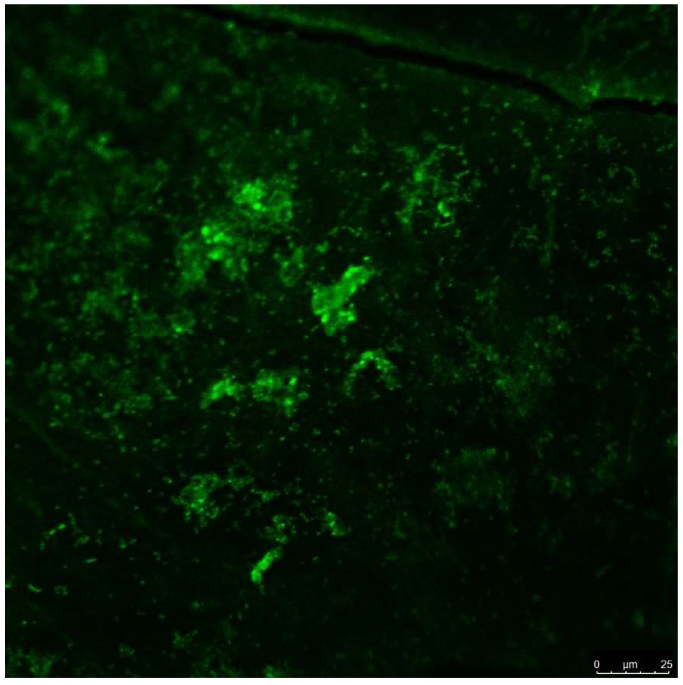 Bioengineering 11 00999 g002