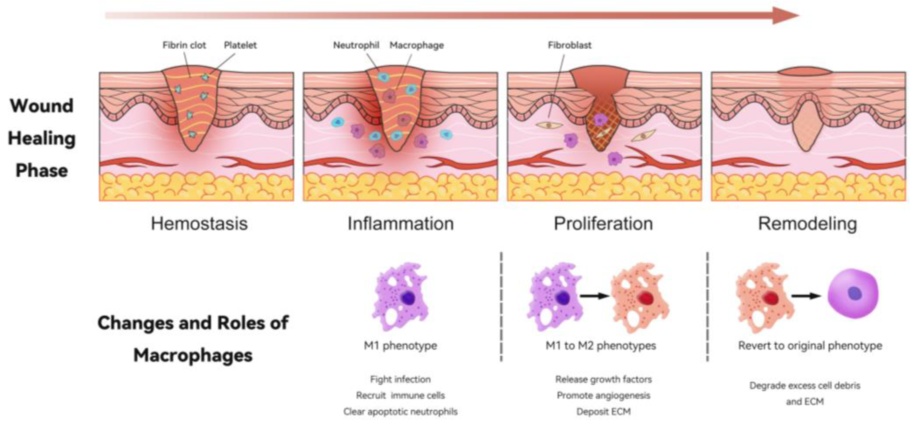 Bioengineering 11 01017 g002