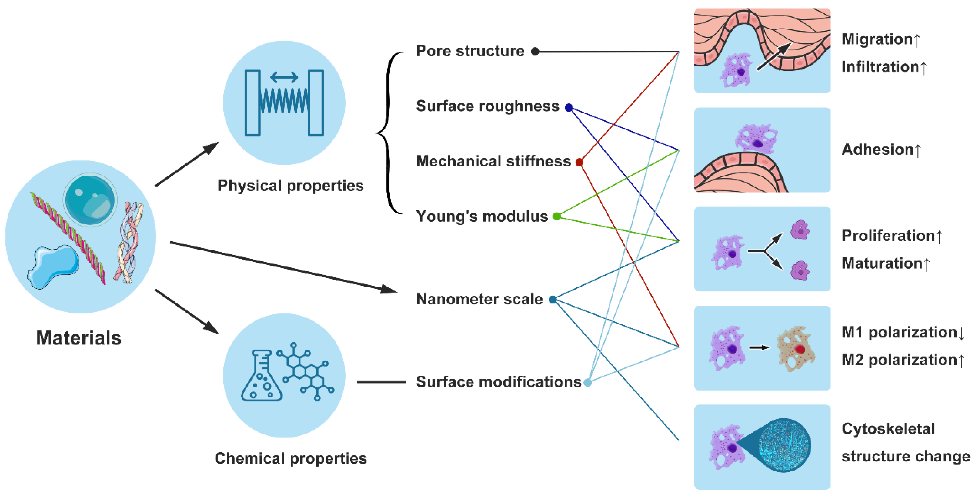 Bioengineering 11 01017 g003
