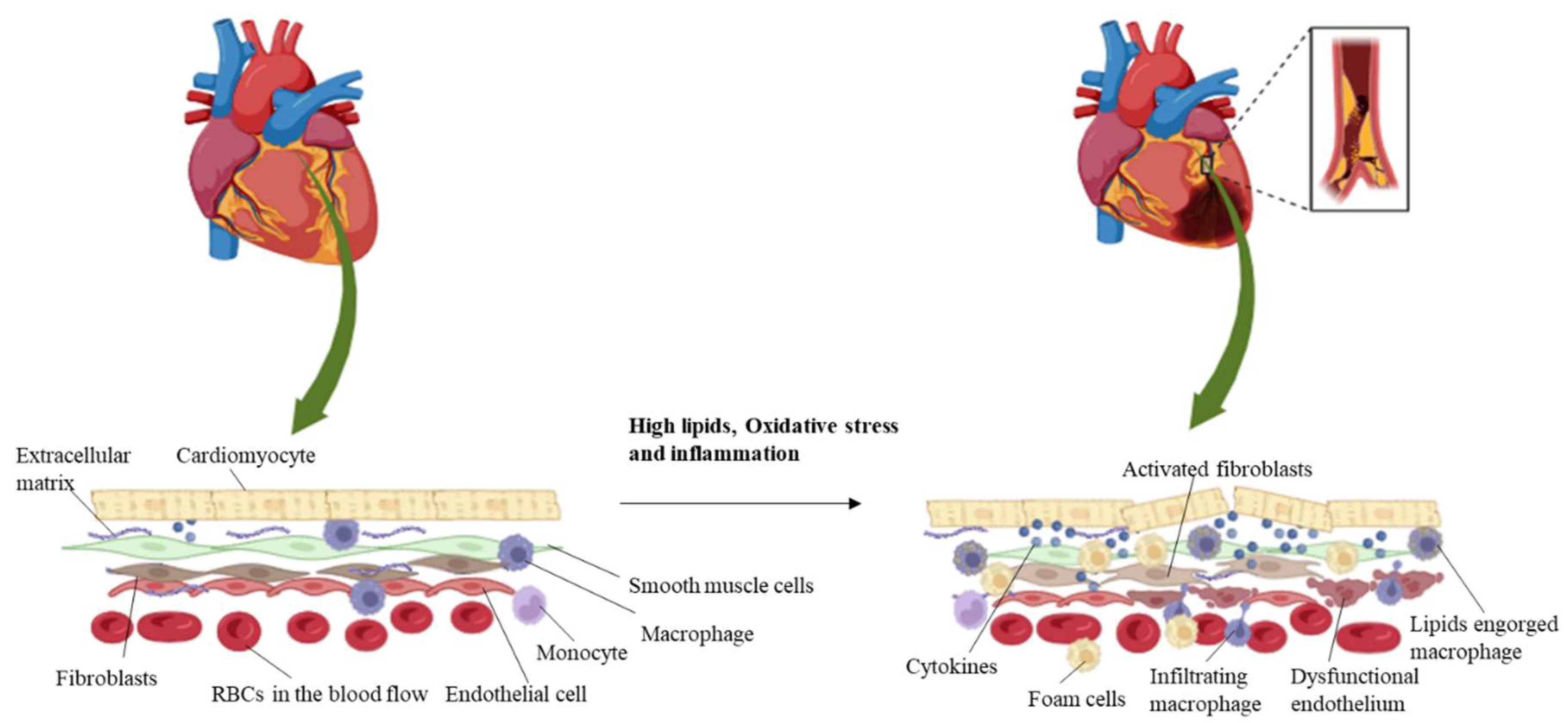 Bioengineering 11 01090 g001 Bioengineering 11 01090 g001