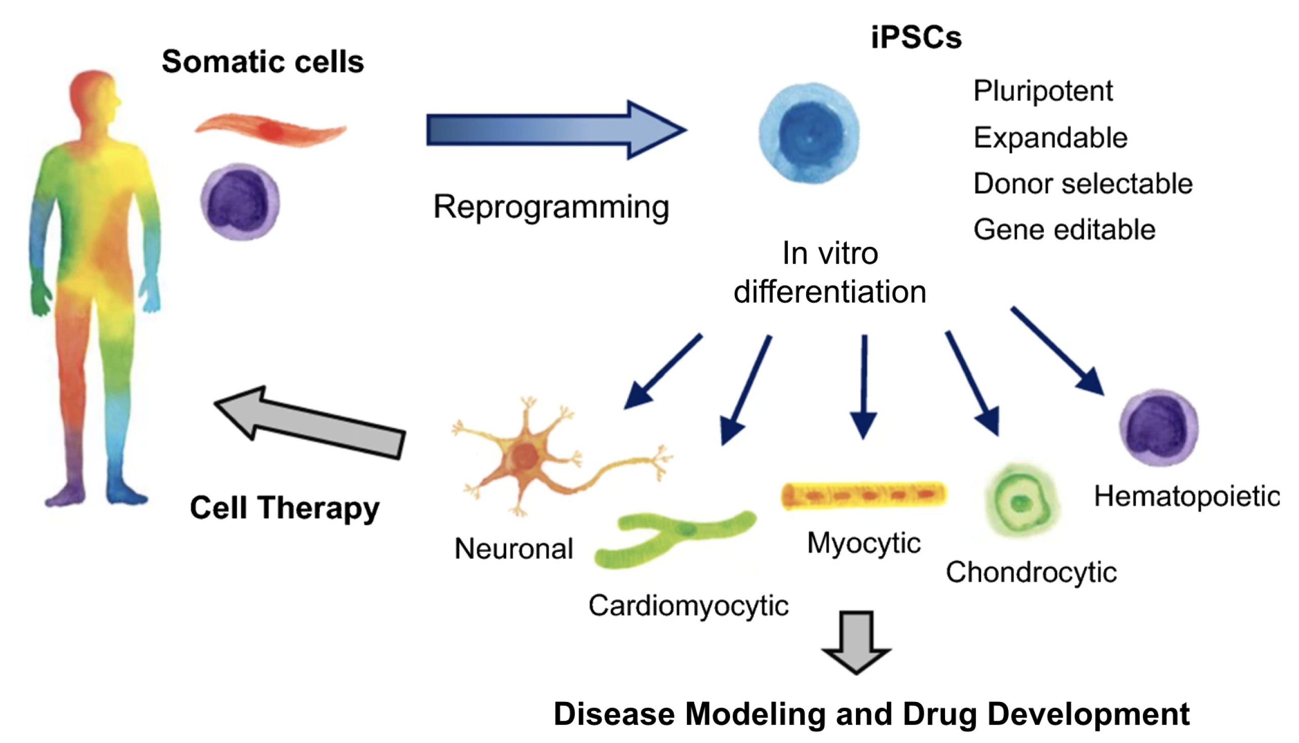 Bioengineering 11 01096 g002