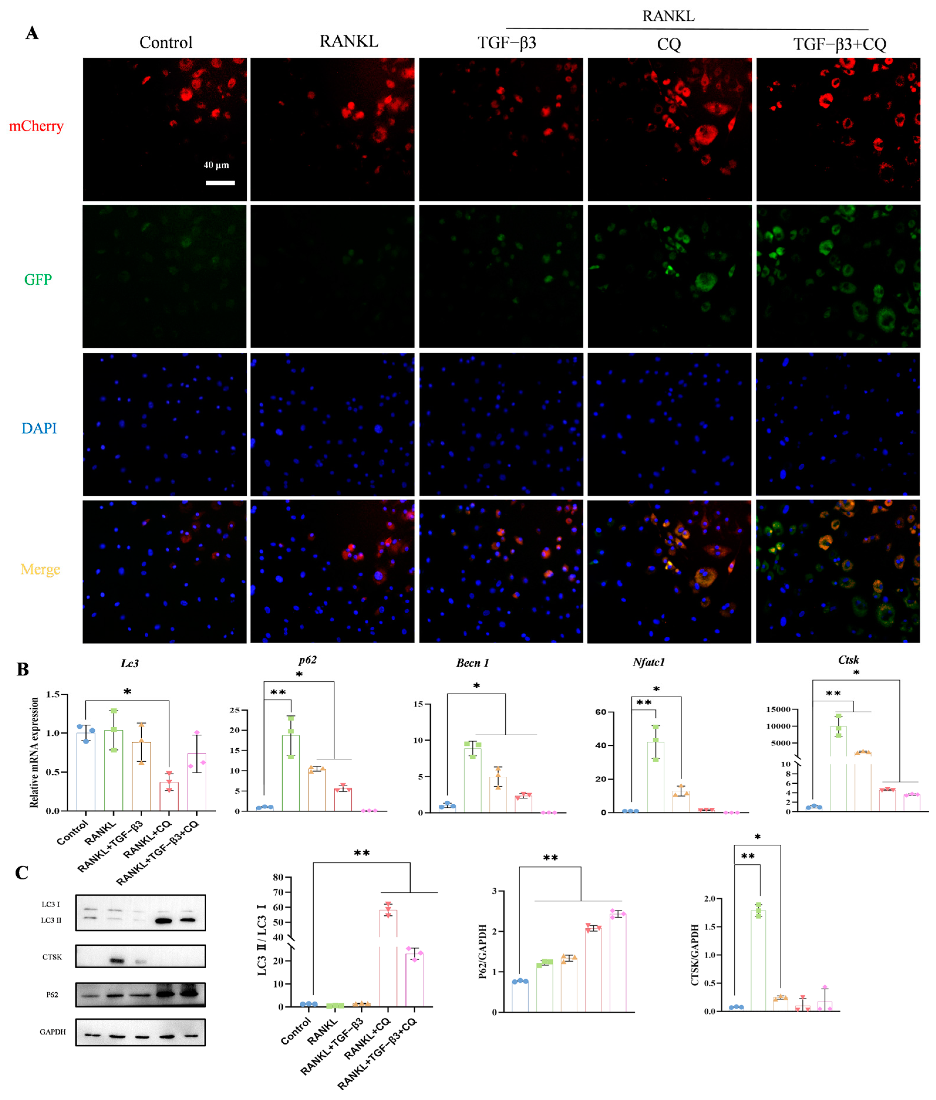 Bioengineering 11 01206 g004 Bioengineering 11 01206 g004