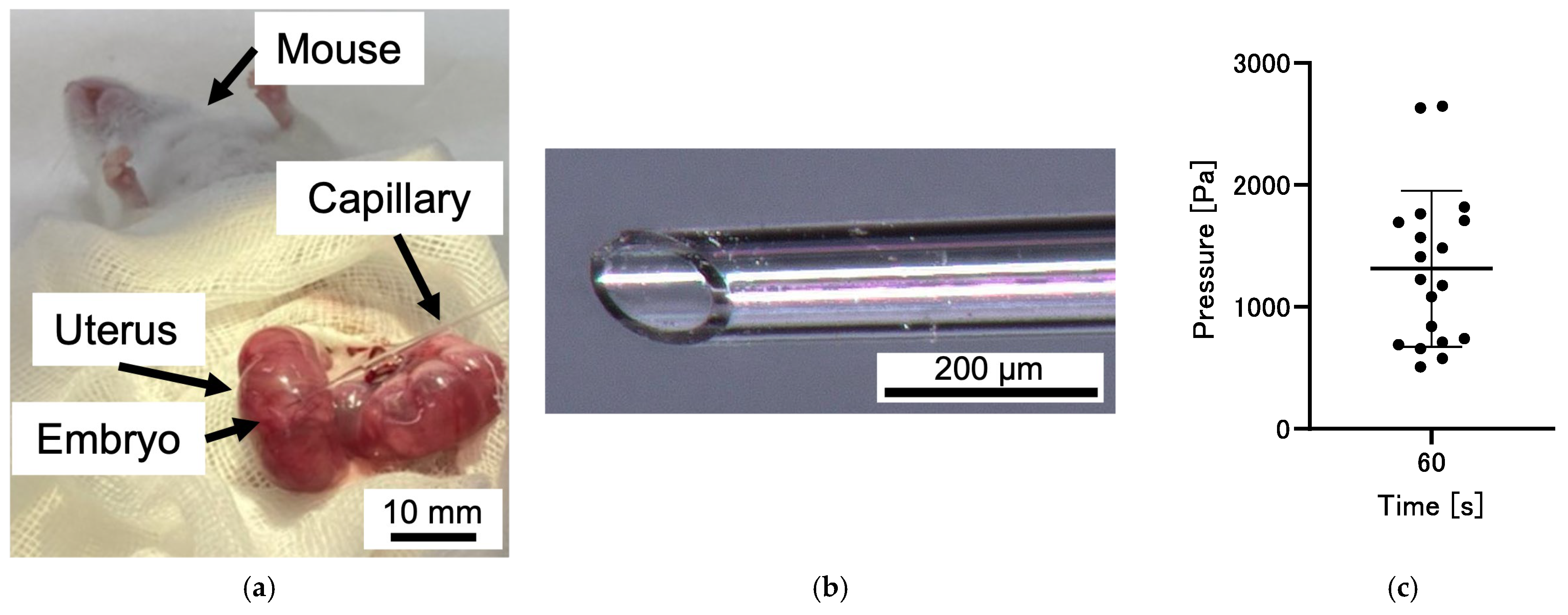 Bioengineering 12 00003 g009 Bioengineering 12 00003 g009