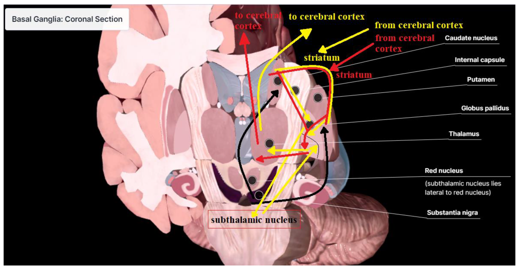 Bioengineering 12 00011 g001