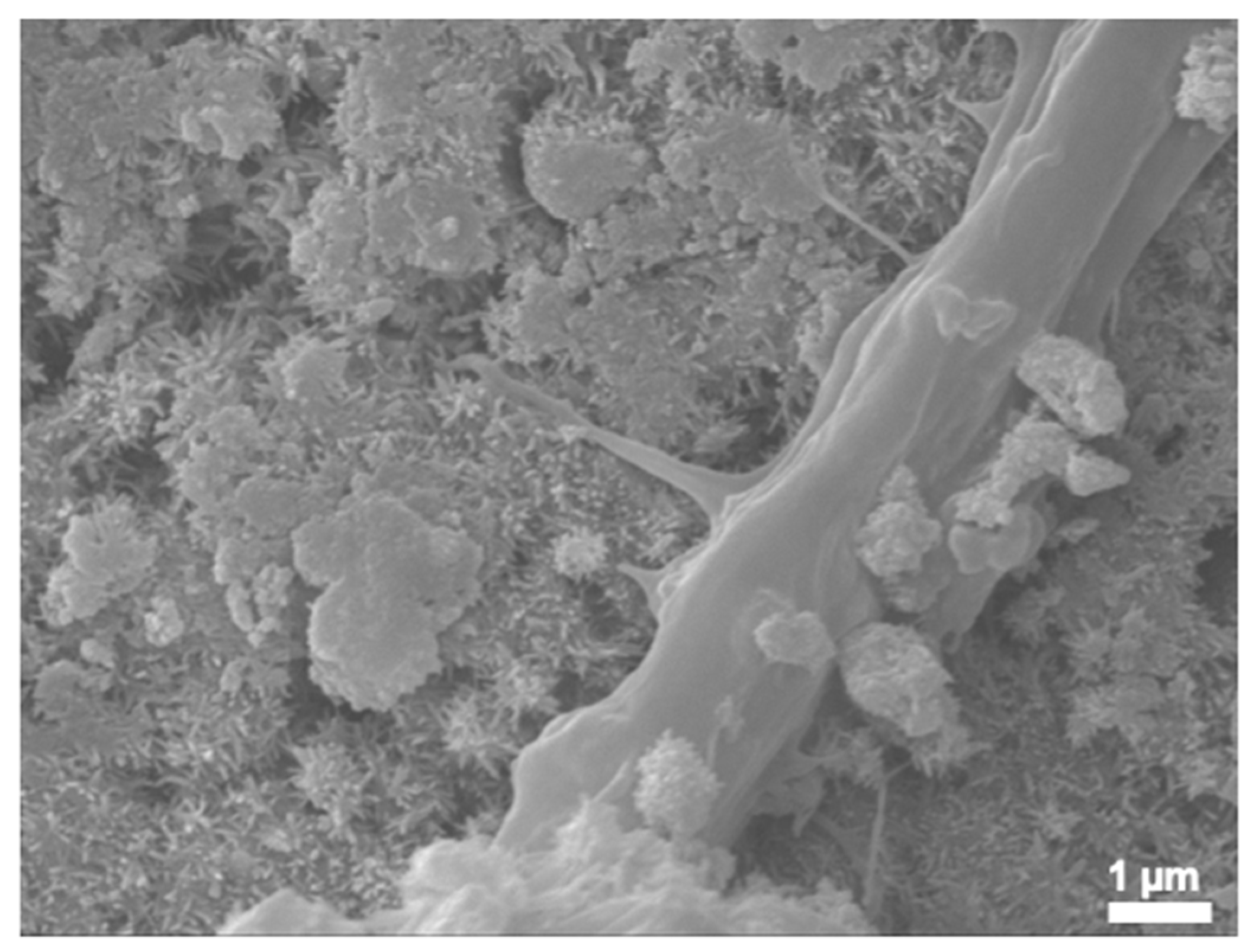 Bioengineering 12 00013 g007