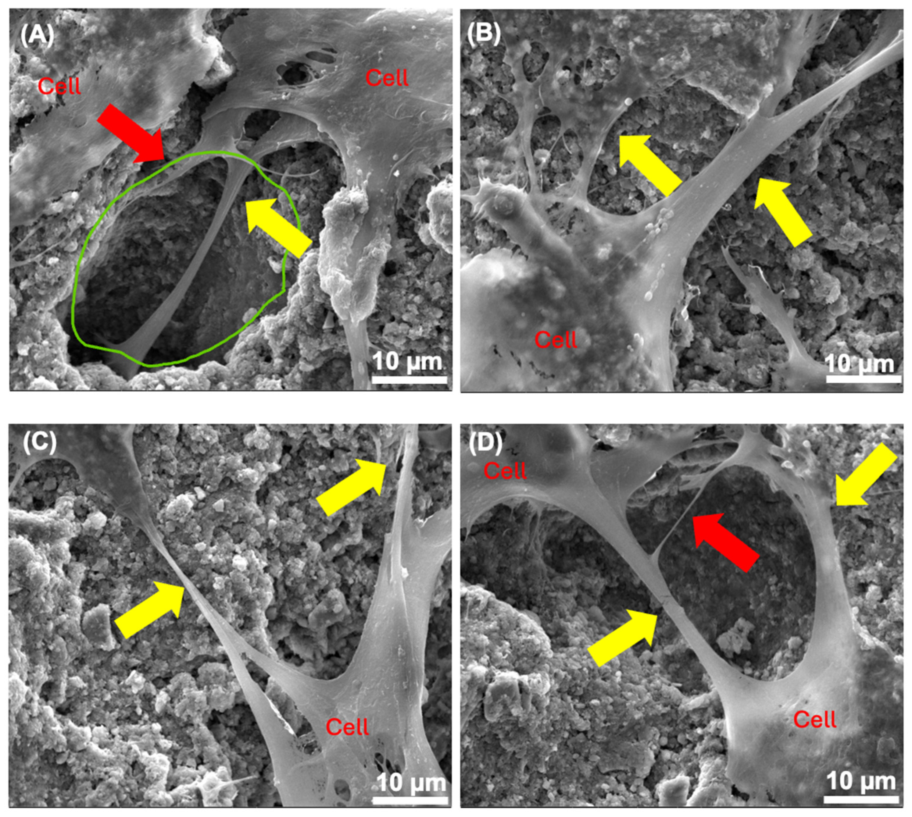 Bioengineering 12 00013 g008