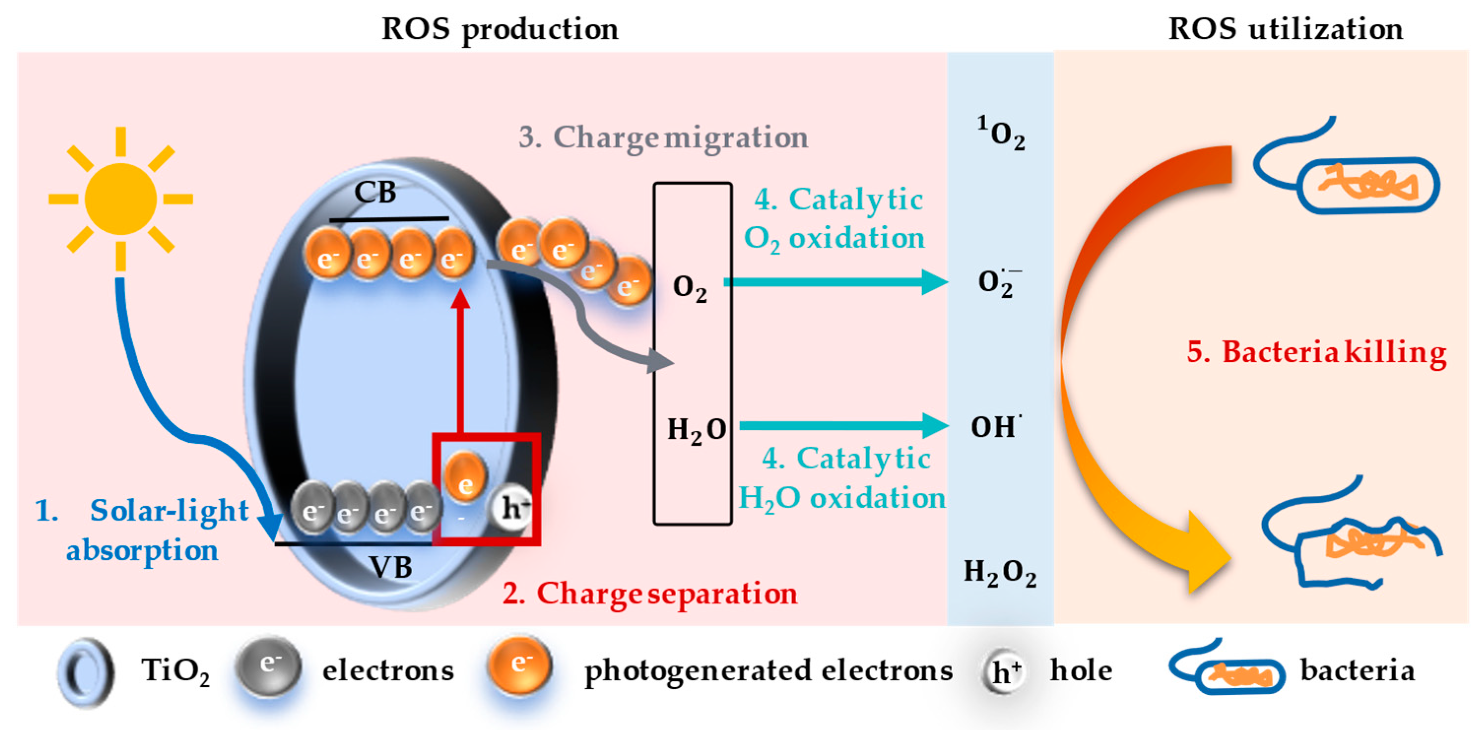 Bioengineering 12 00019 g001