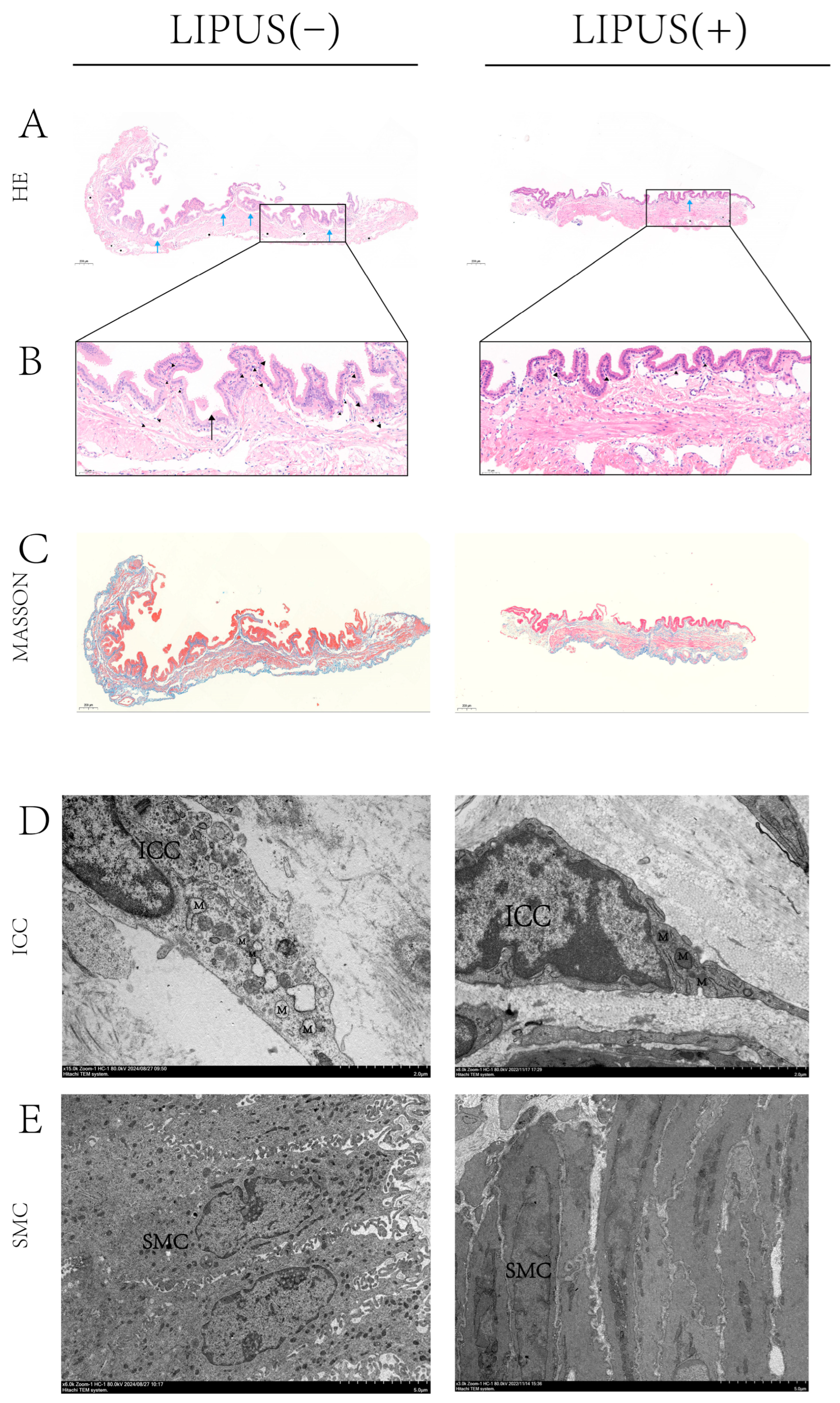 Bioengineering 12 00034 g003 Bioengineering 12 00034 g003