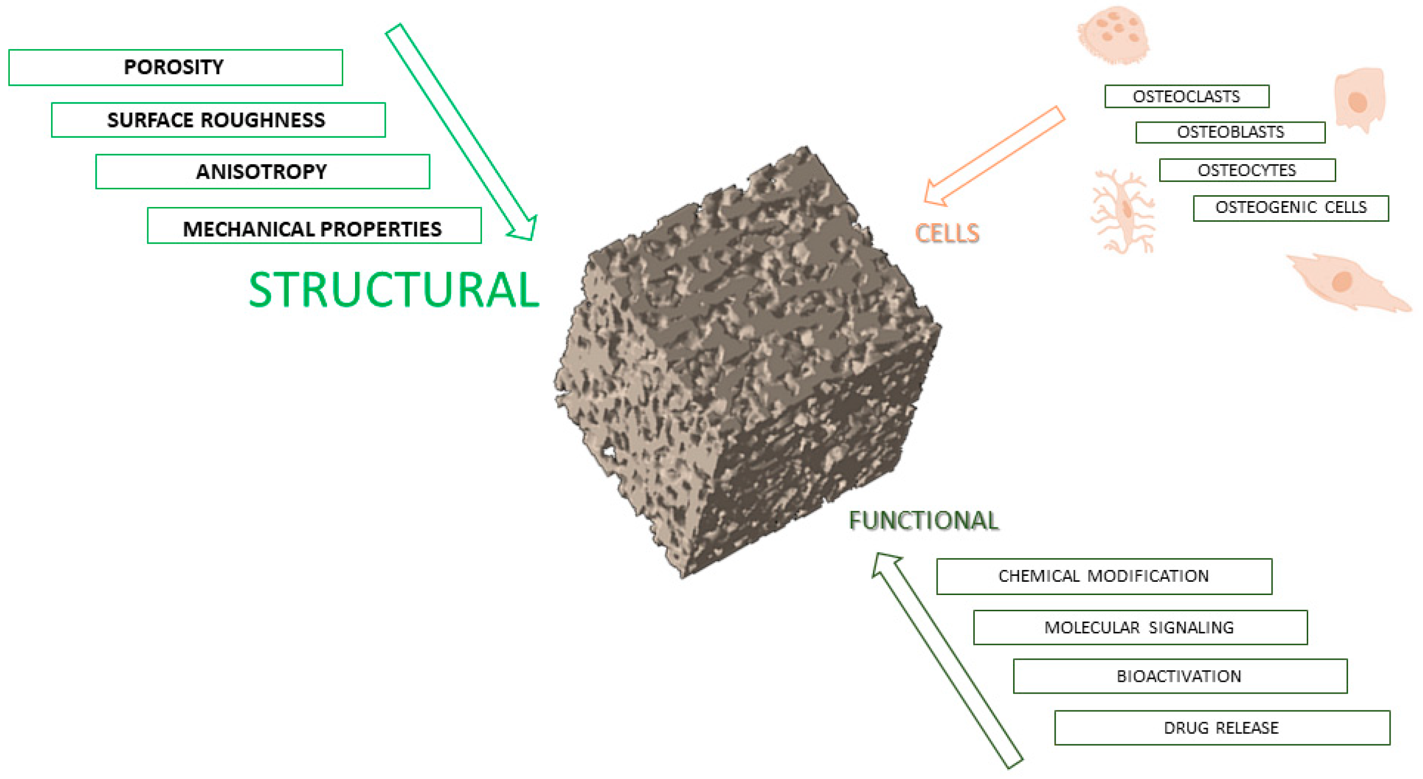 Bioengineering 12 00046 g001