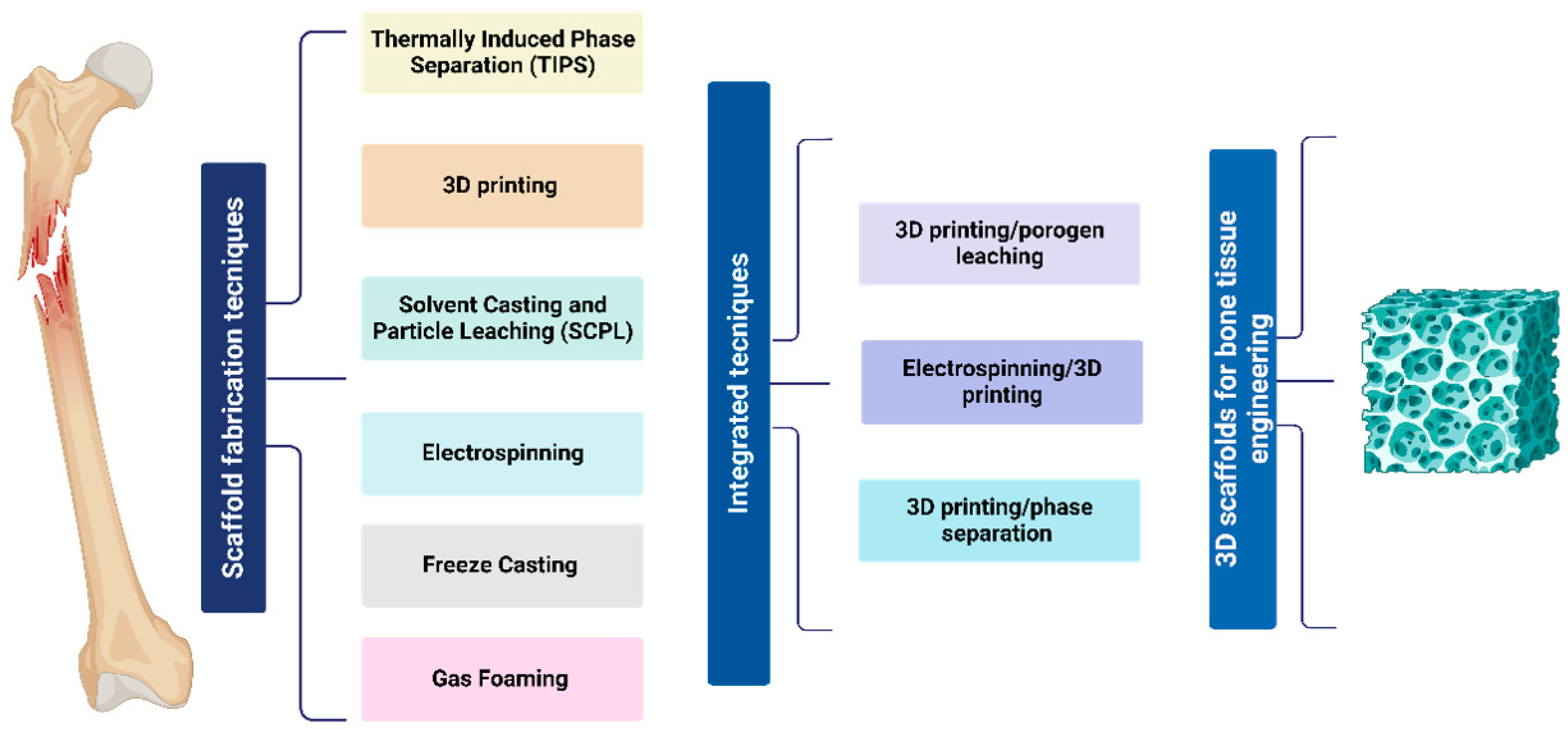 Bioengineering 12 00046 g002