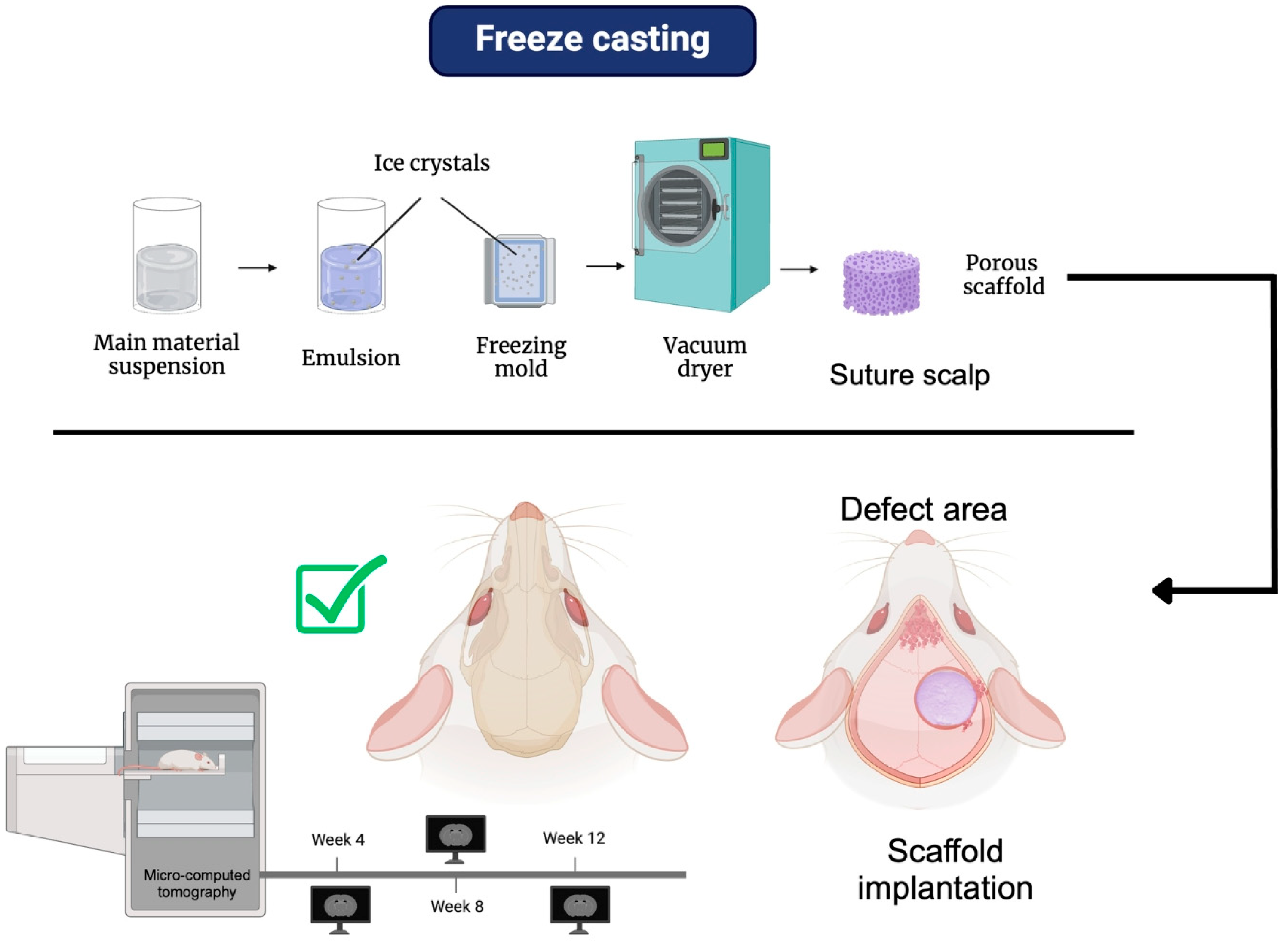 Bioengineering 12 00046 g003