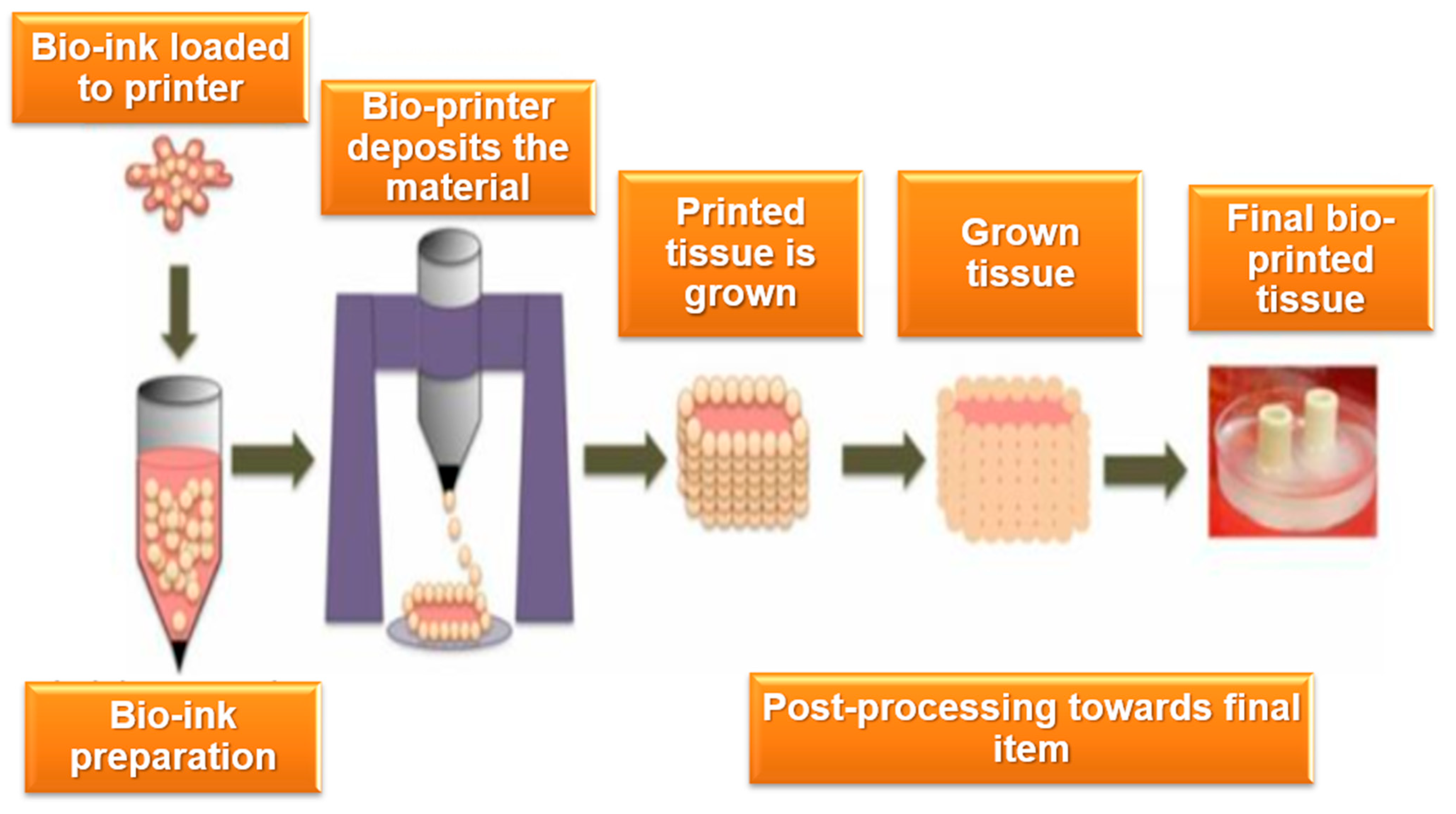 Bioengineering 12 00076 g001 Bioengineering 12 00076 g001