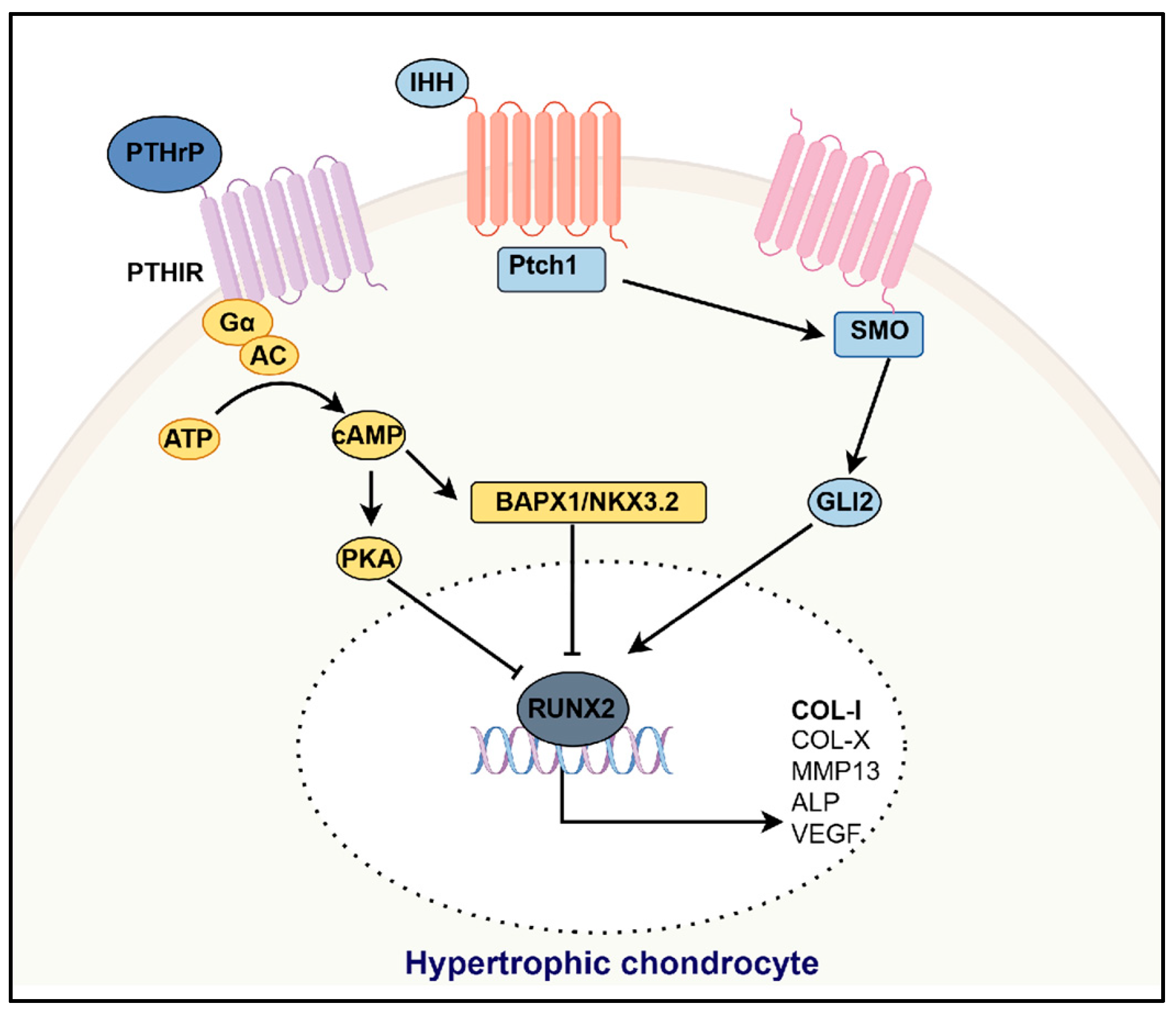 Bioengineering 12 00077 g001