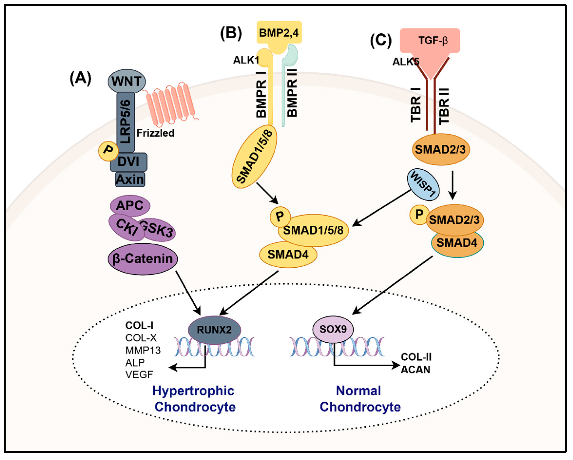 Bioengineering 12 00077 g002