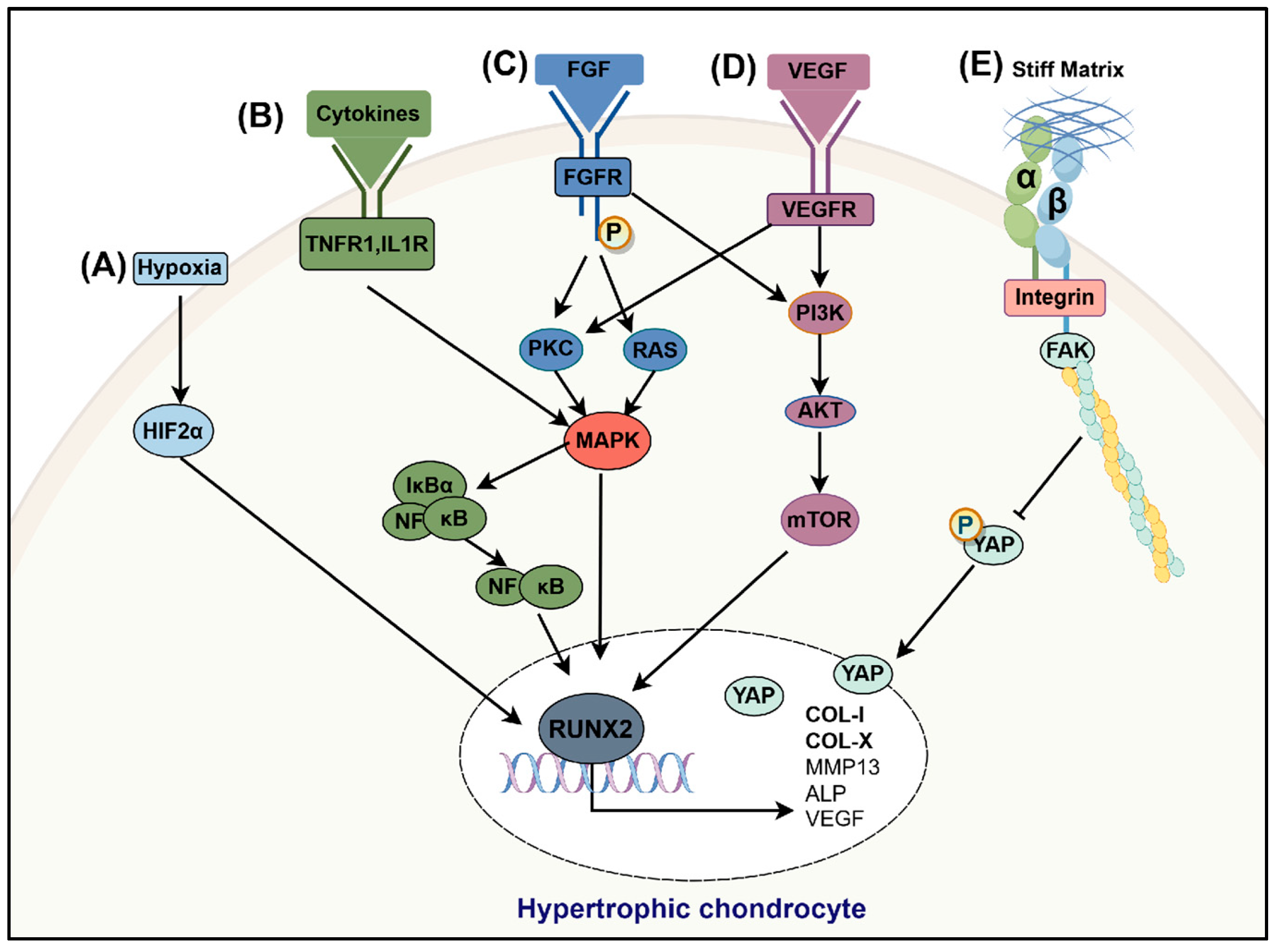 Bioengineering 12 00077 g003