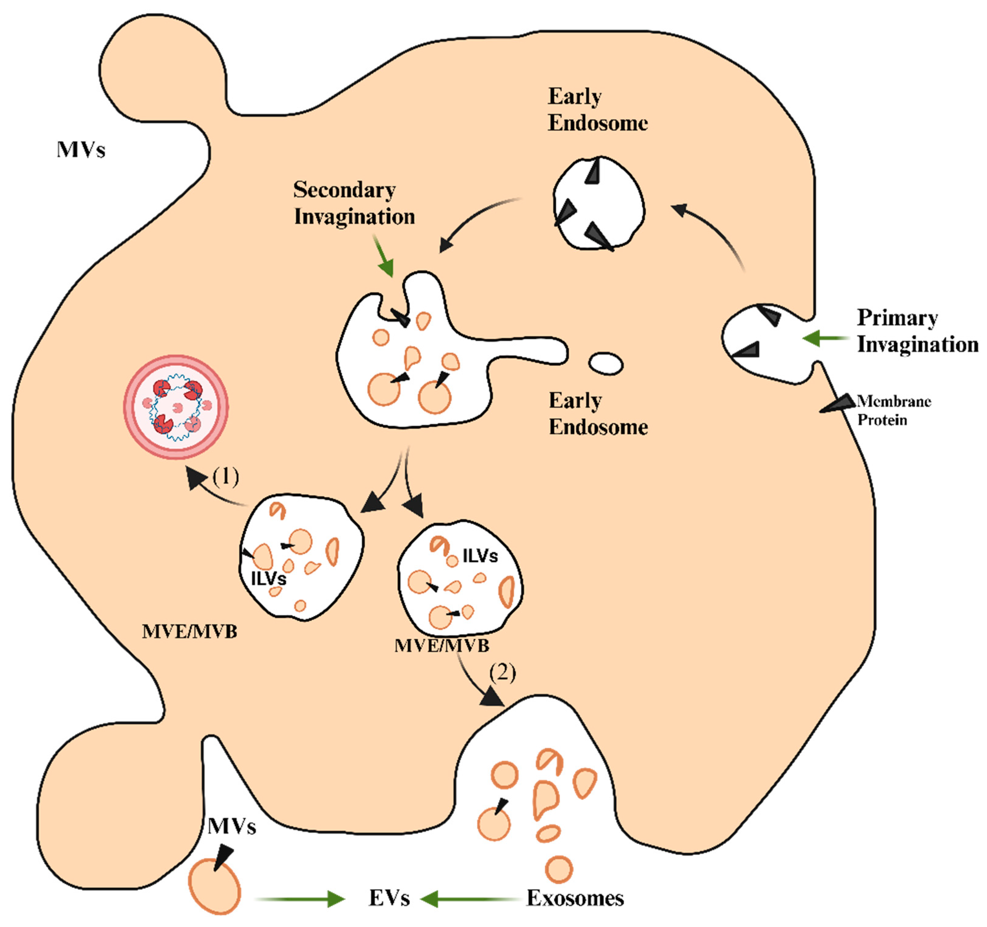 Bioengineering 12 00092 g001