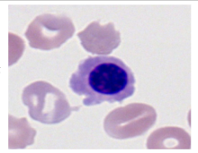 Bioengineering 12 00098 i009