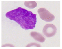 Bioengineering 12 00098 i011