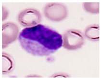 Bioengineering 12 00098 i013