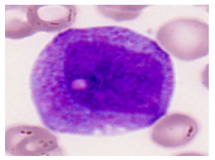 Bioengineering 12 00098 i014