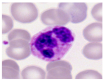 Bioengineering 12 00098 i015