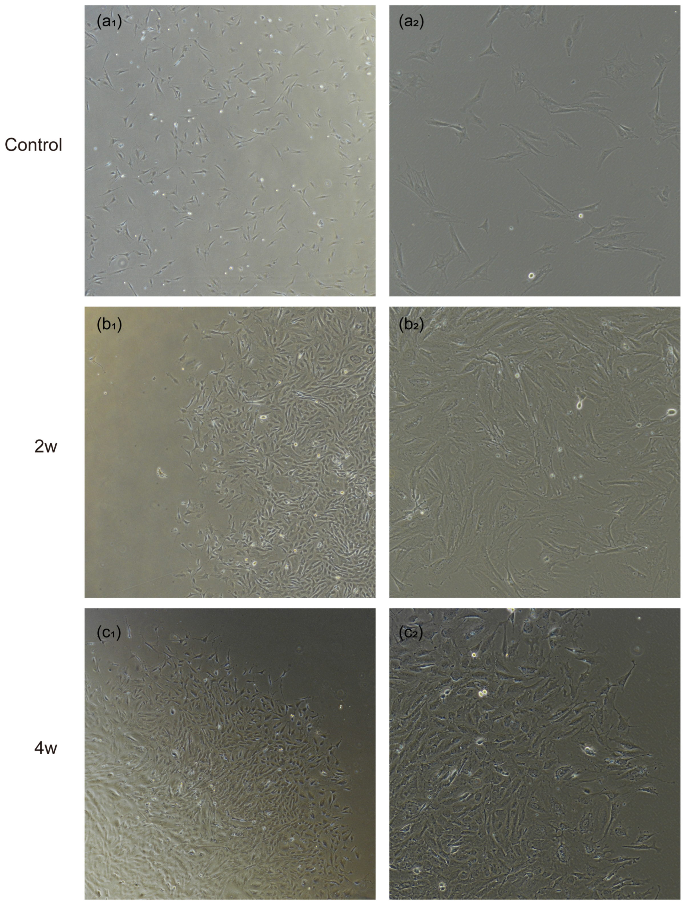 Bioengineering 12 00104 g002a
