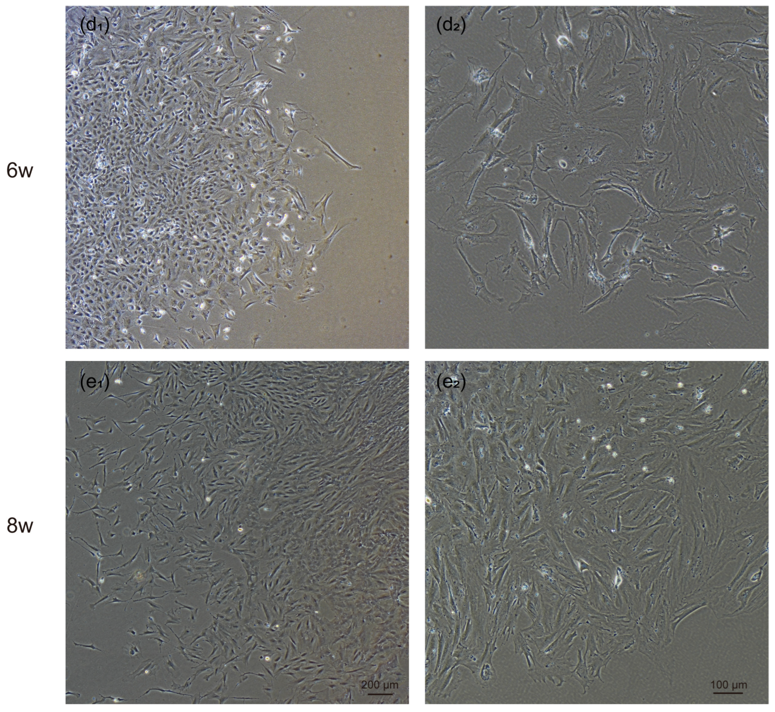 Bioengineering 12 00104 g002b