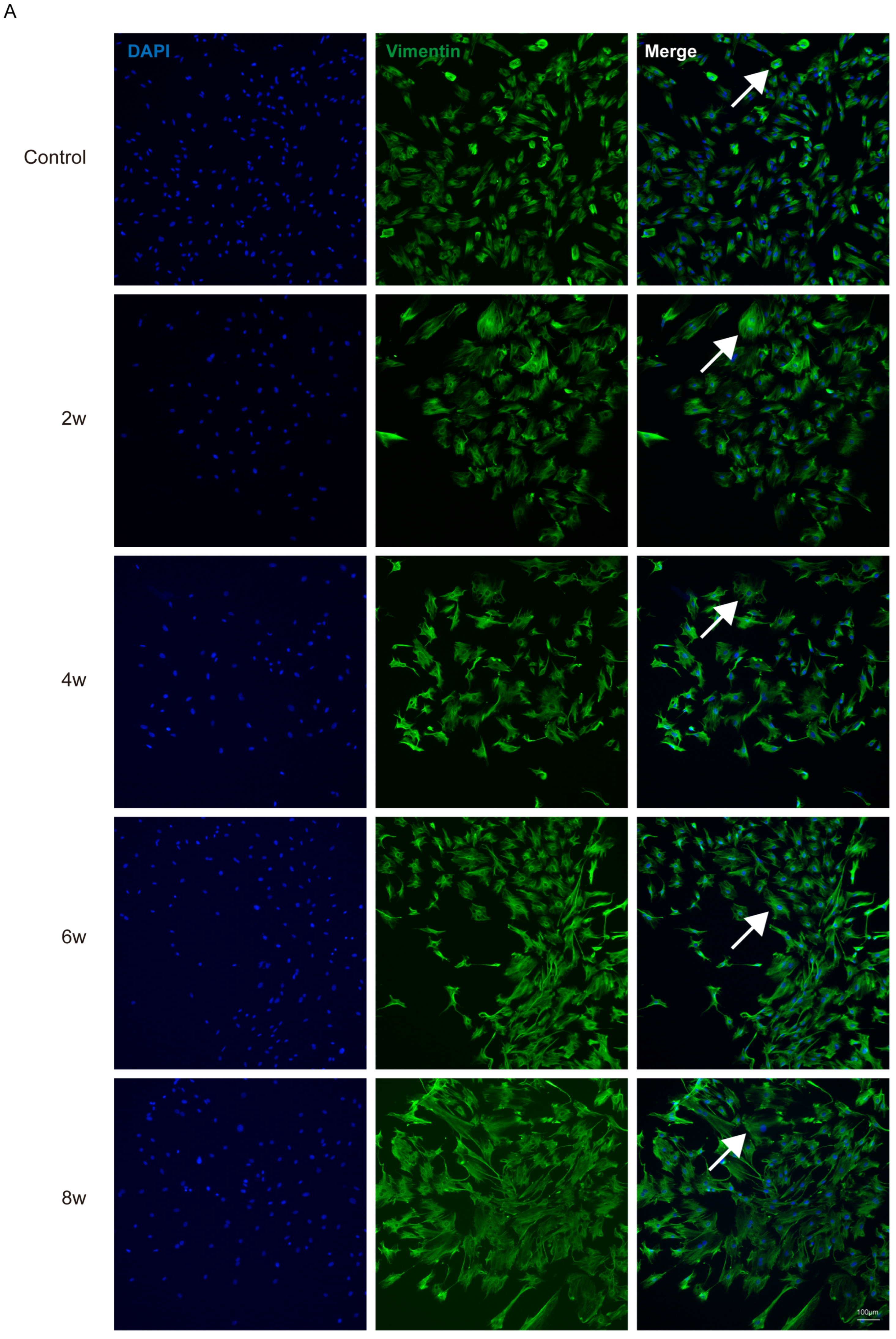 Bioengineering 12 00104 g003a
