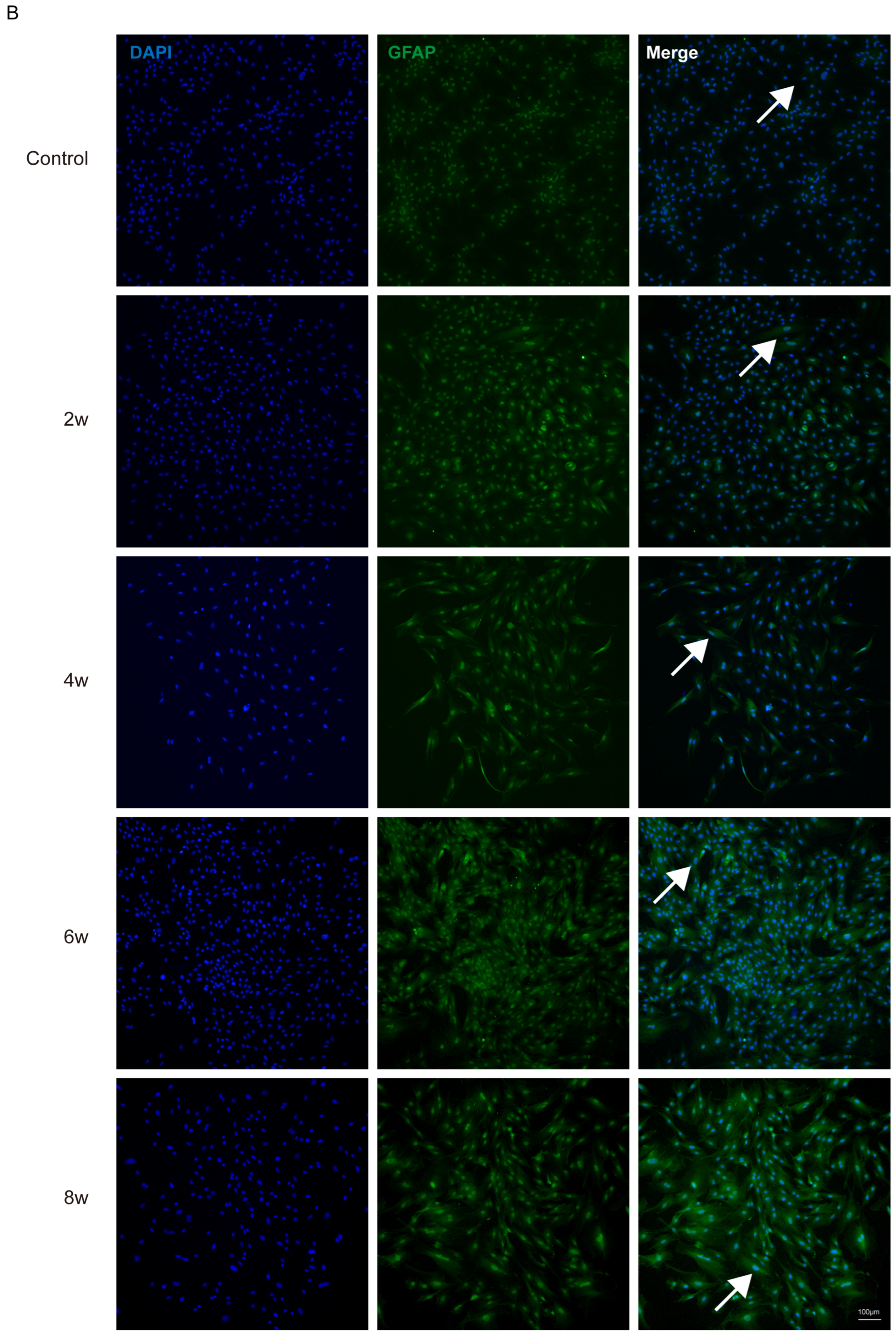 Bioengineering 12 00104 g003b