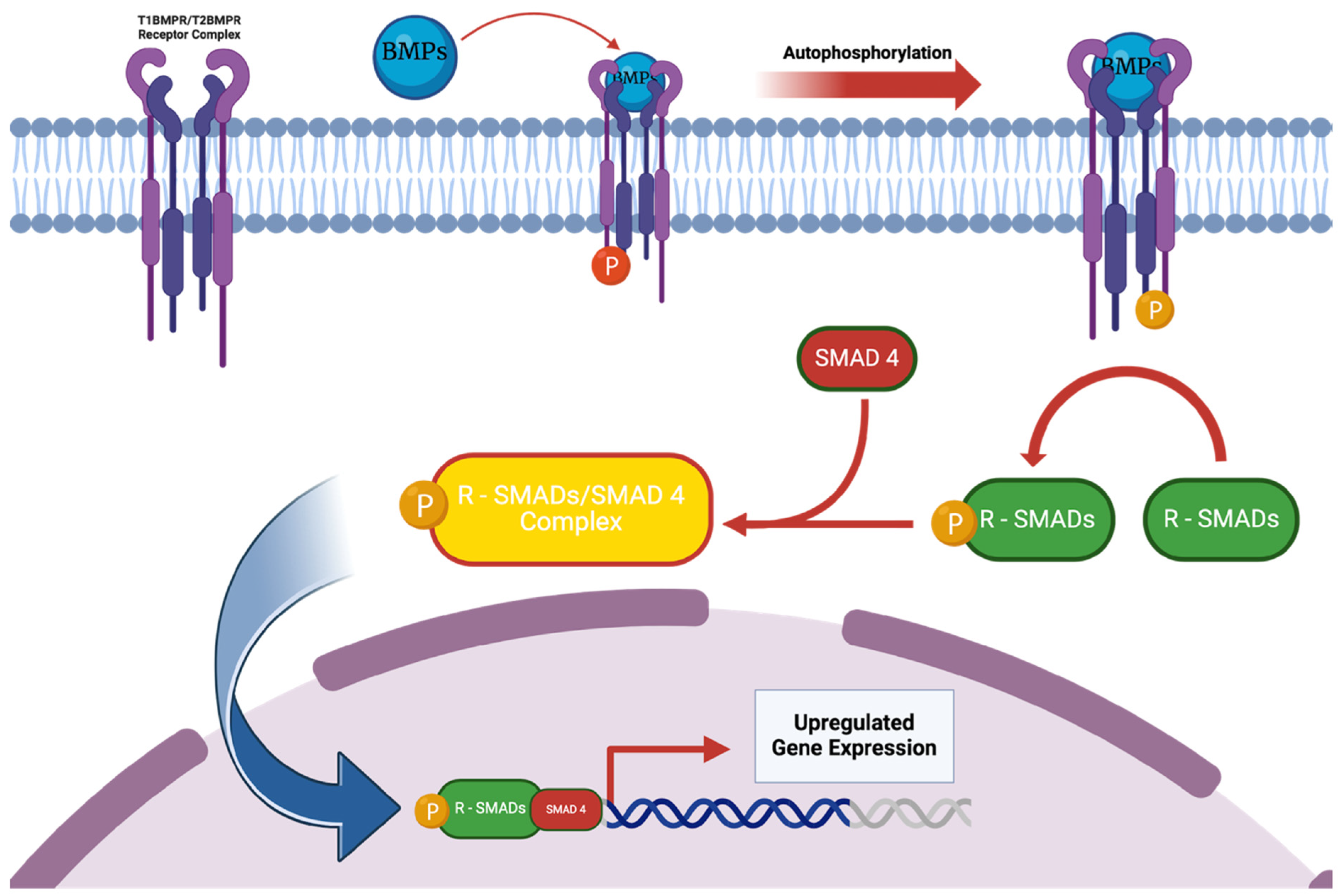 Bioengineering 12 00120 g004 Bioengineering 12 00120 g004