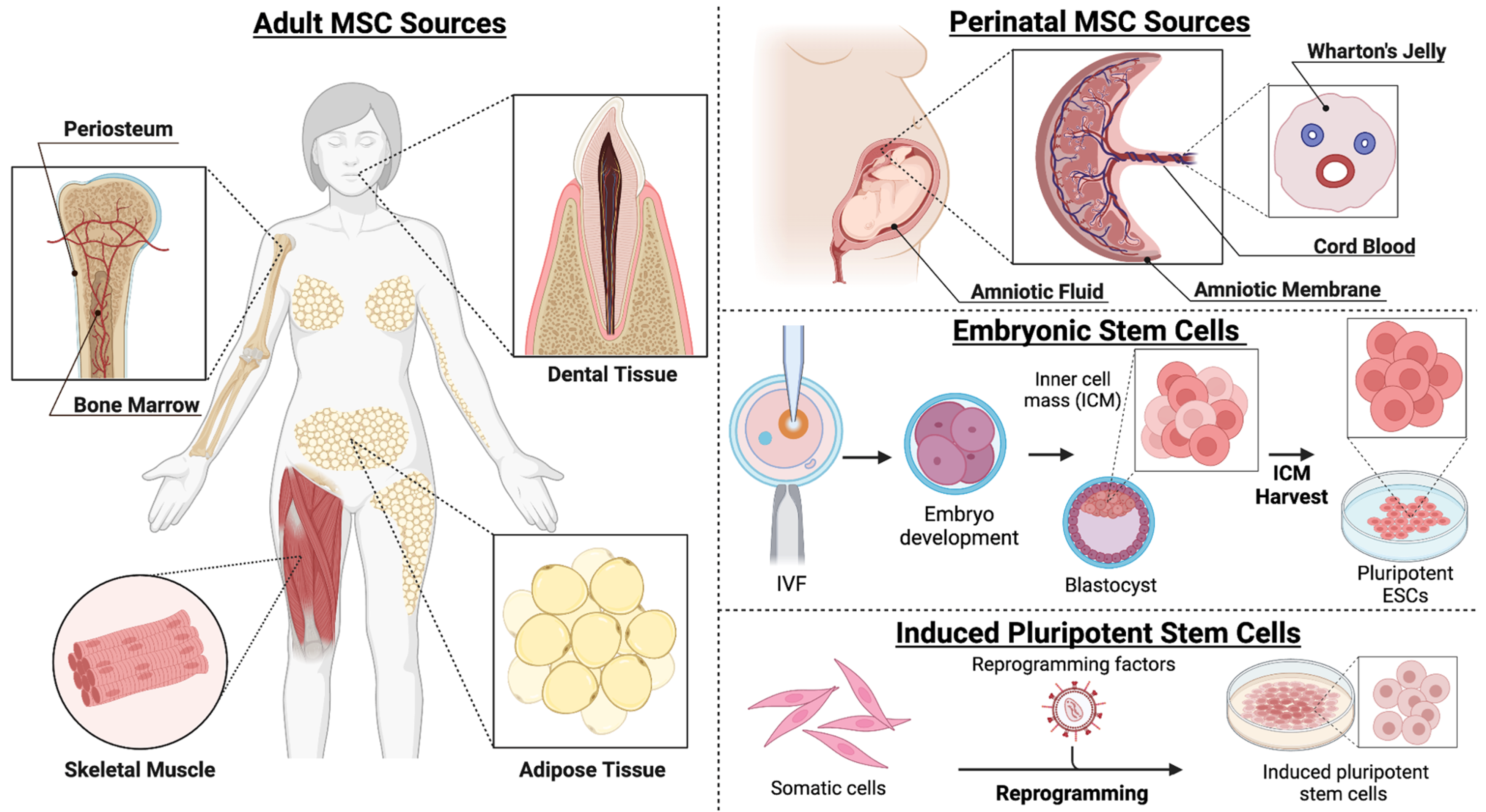 Bioengineering 12 00120 g005 Bioengineering 12 00120 g005
