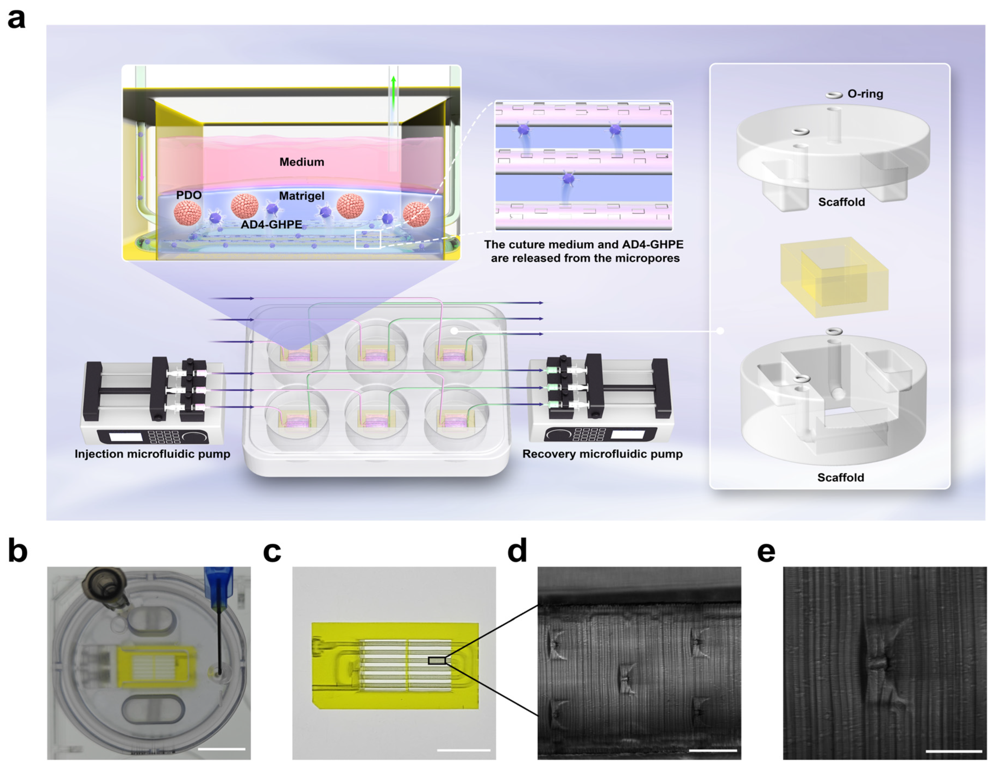 Bioengineering 12 00146 g005