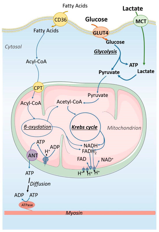 Bioengineering 12 00154 g002