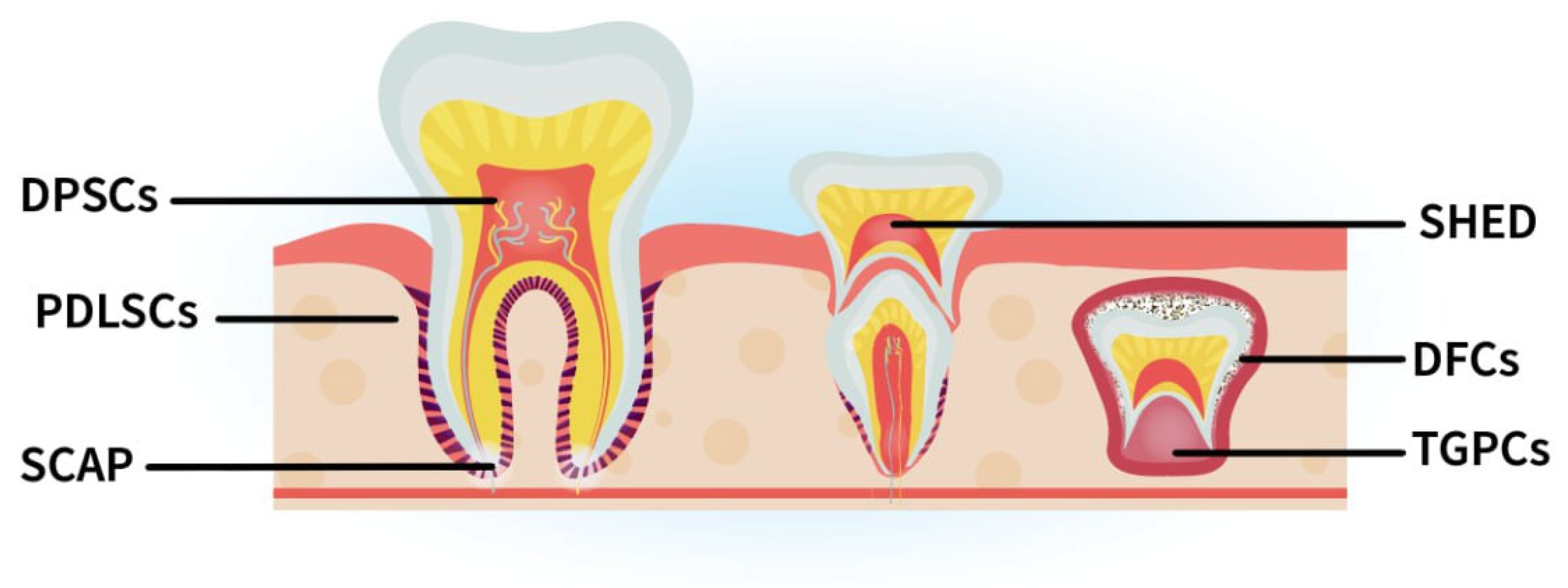 Bioengineering 12 00198 g003