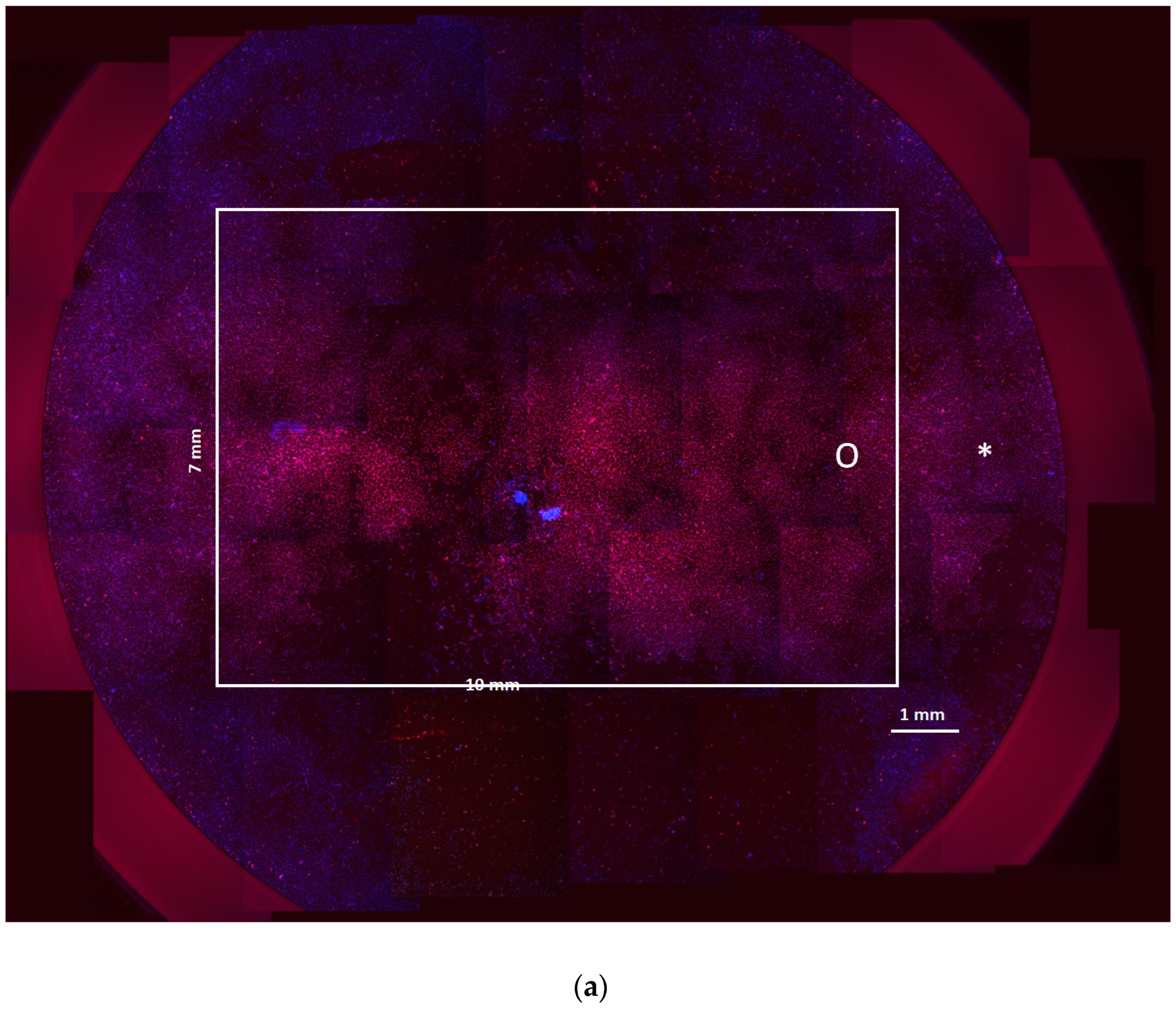 Bioengineering 12 00203 g010a