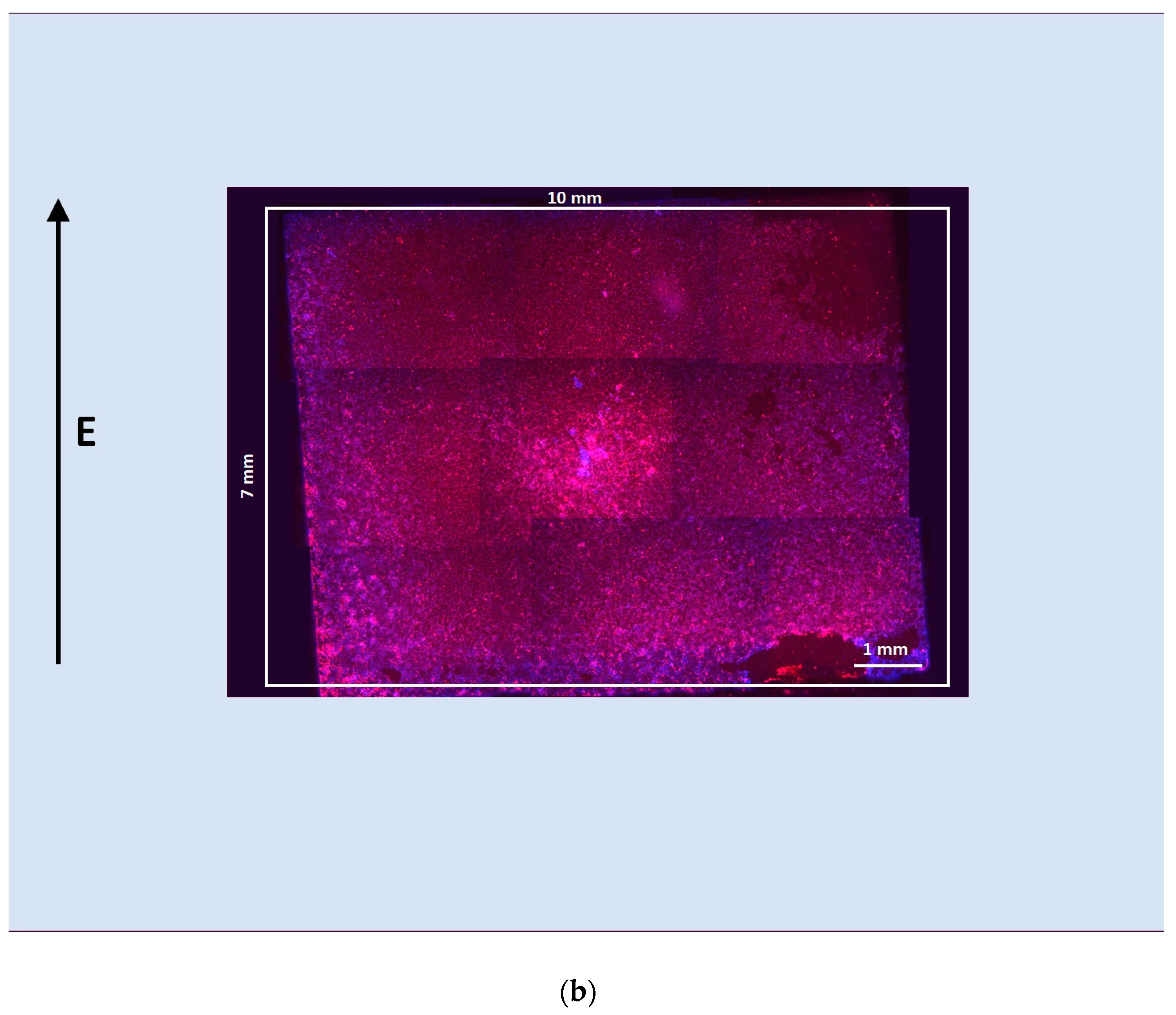 Bioengineering 12 00203 g010b