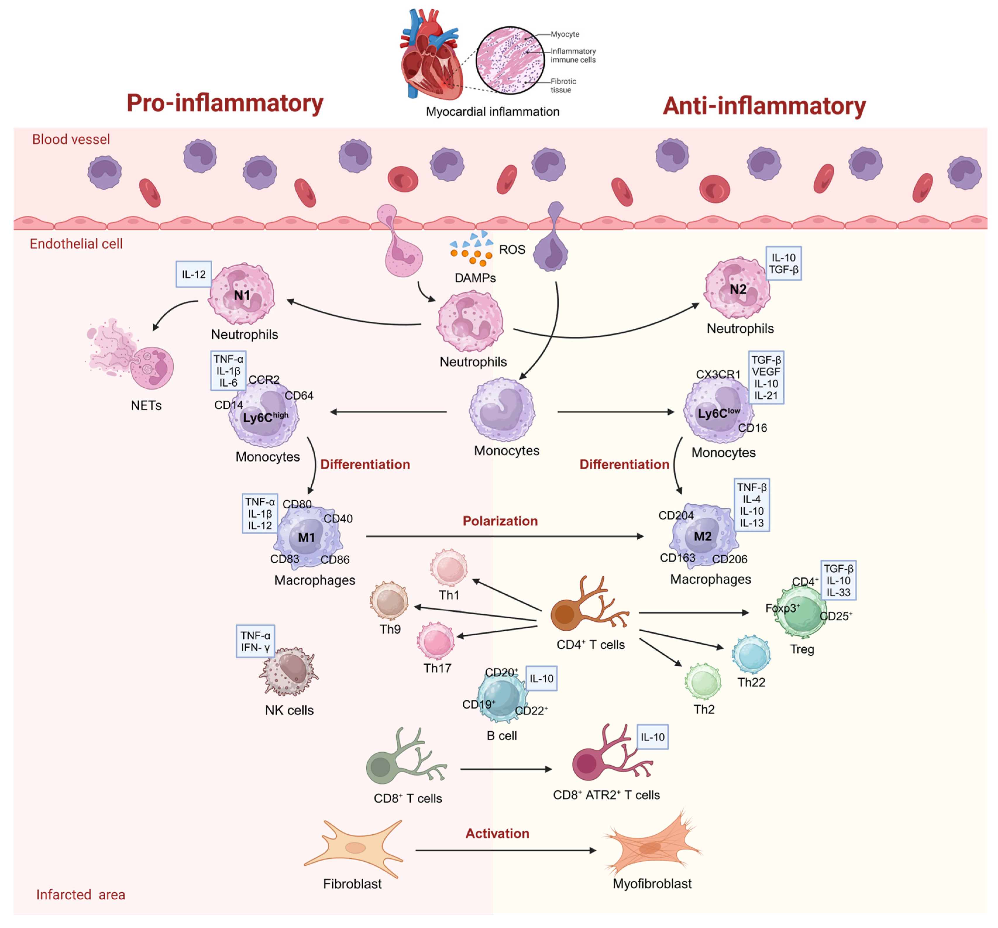Bioengineering 12 00205 g001